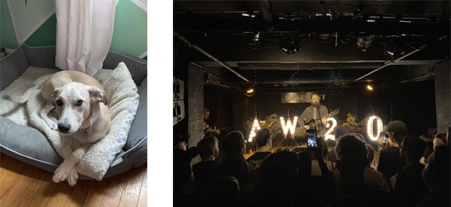 dog in dog bed (left) live music (right)