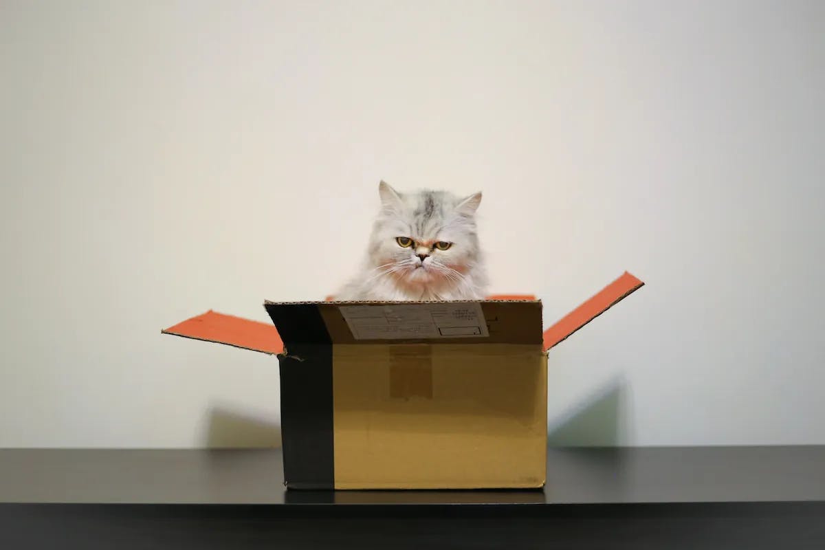 Kargo kutusunun içinde oturan kedi