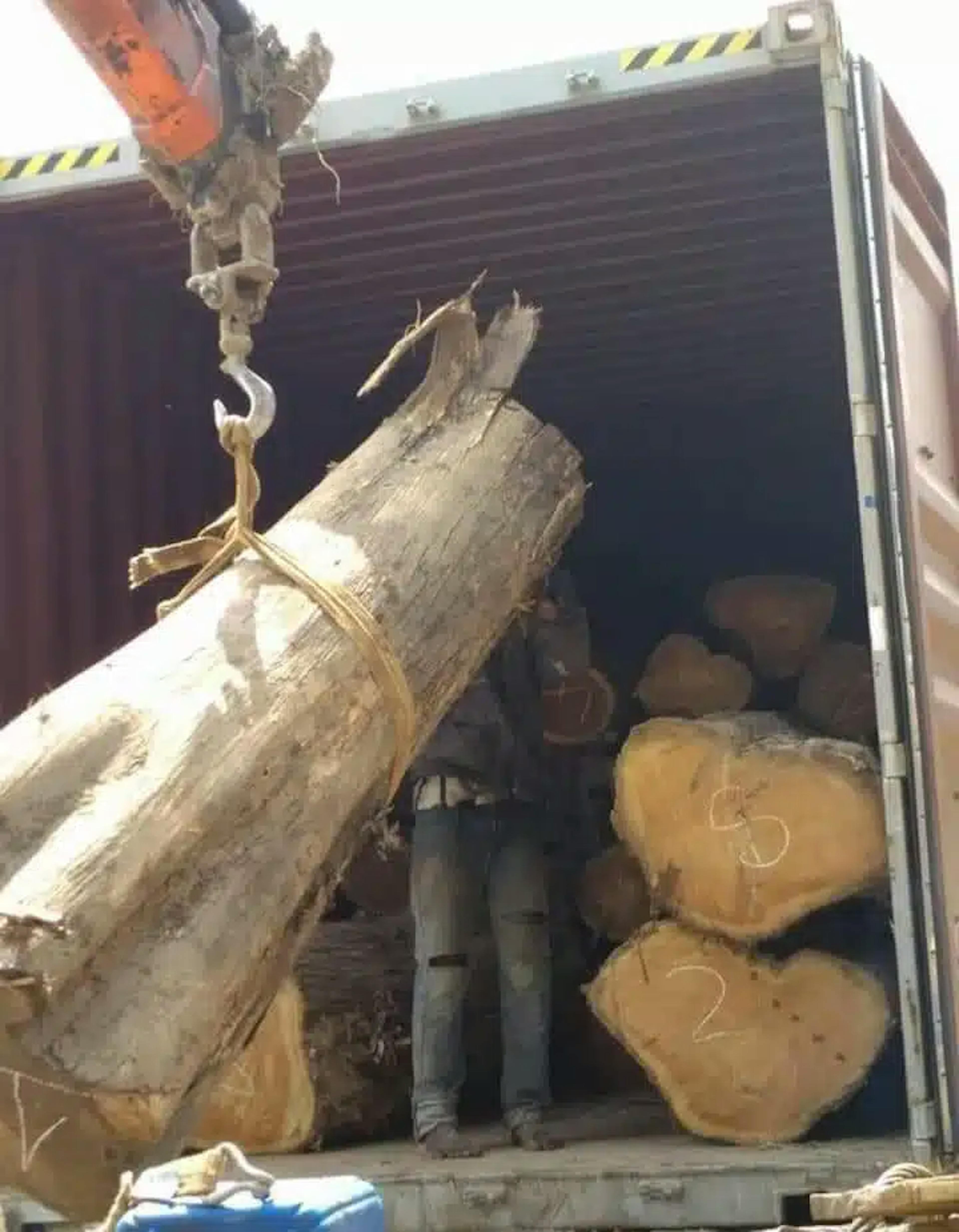 Aformosia-Log-1