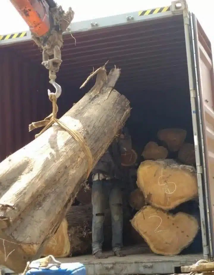 Aformosia-Log-1