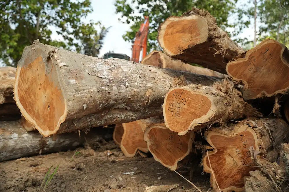 Teak logs malaysia stacked