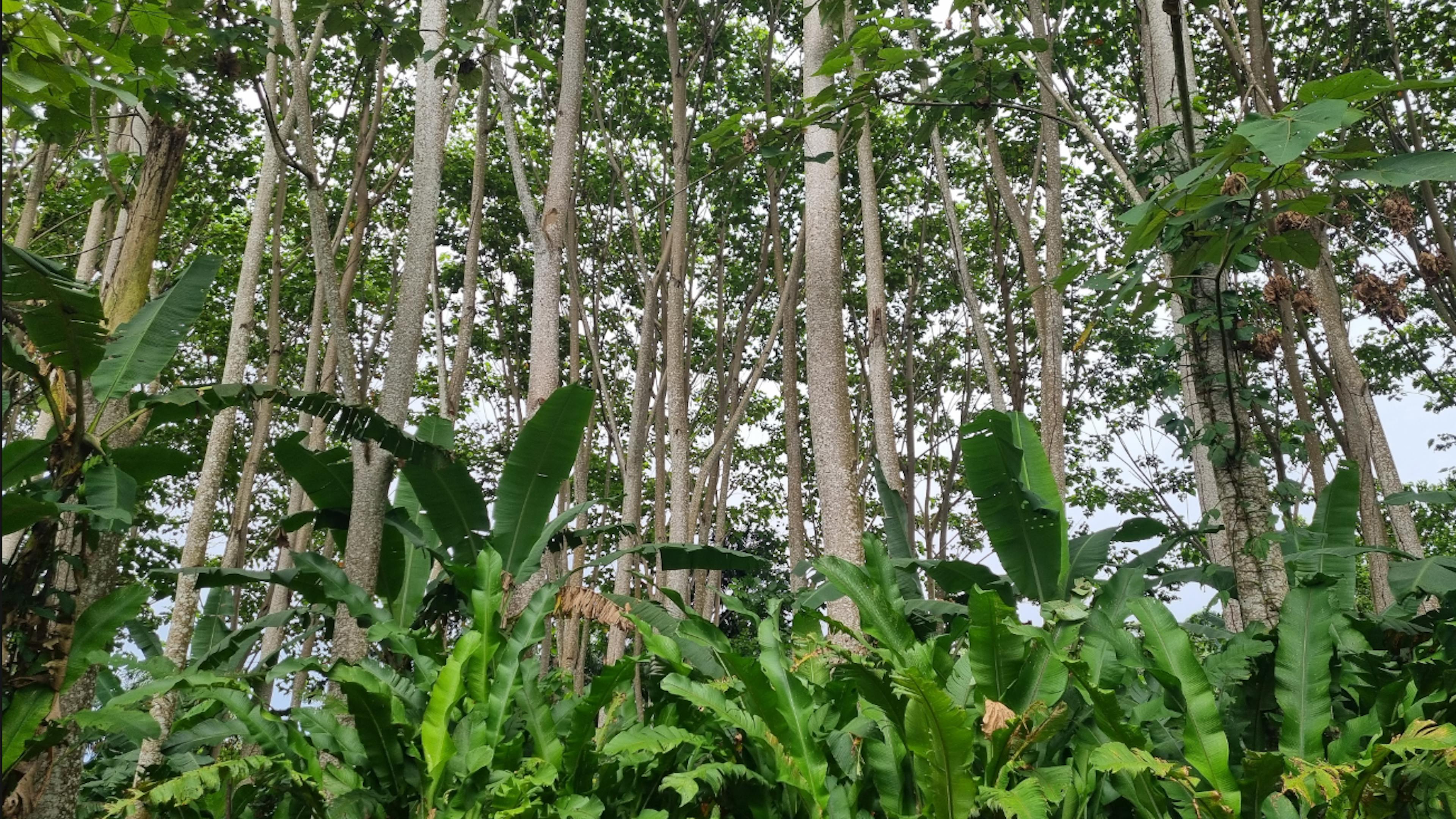 Forest Balsa