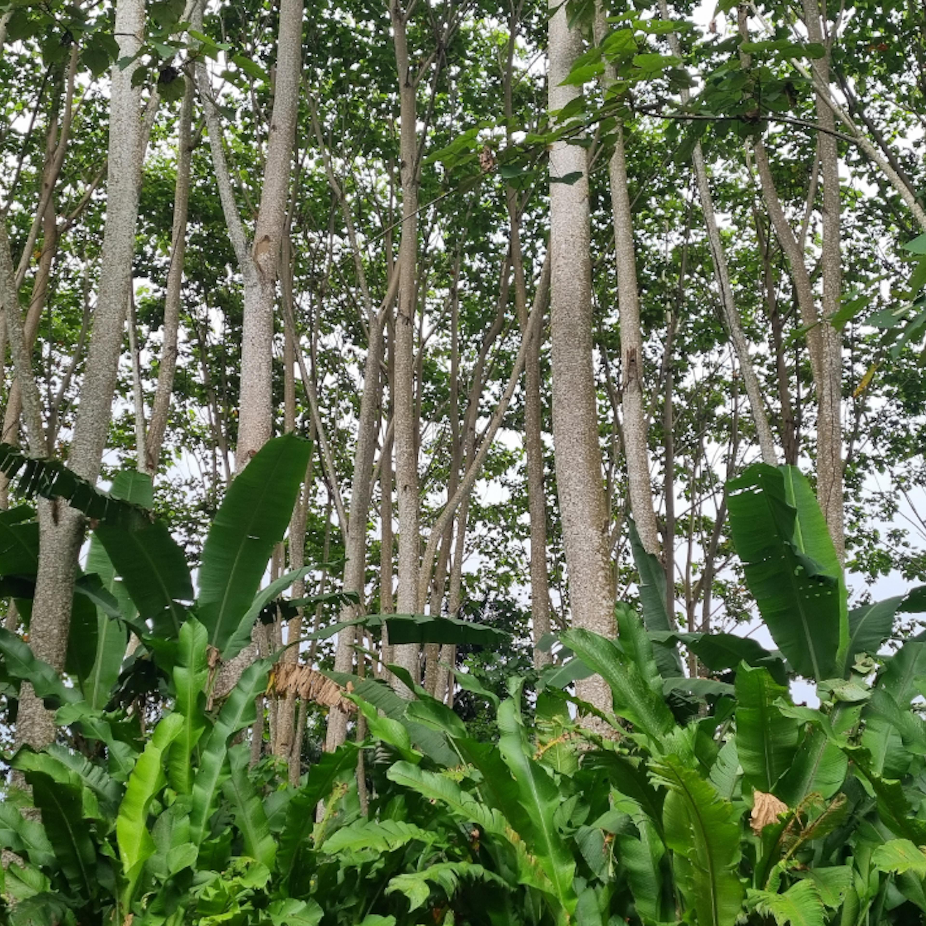 Forest Balsa