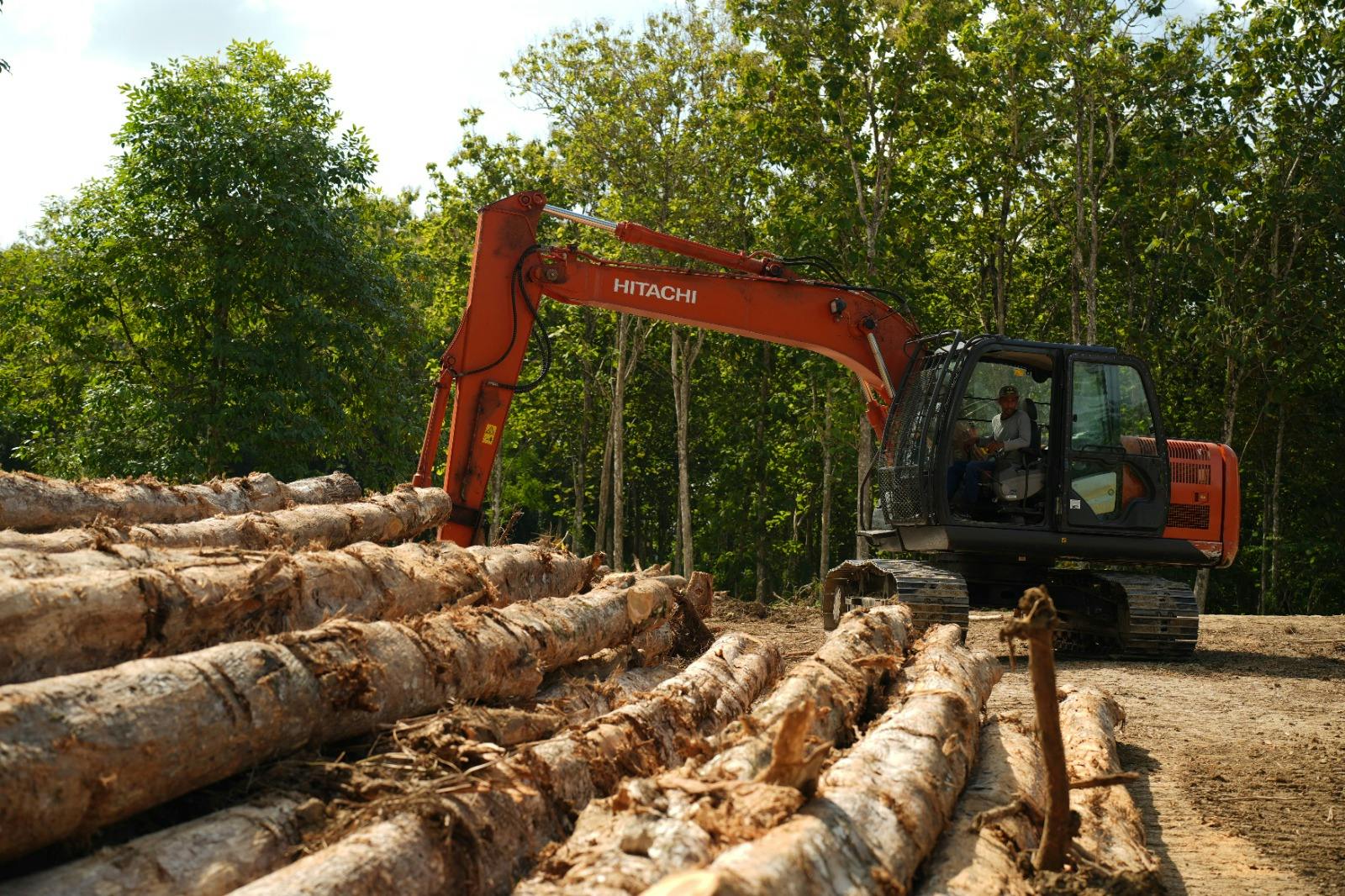 Malaysian Teak gallery image