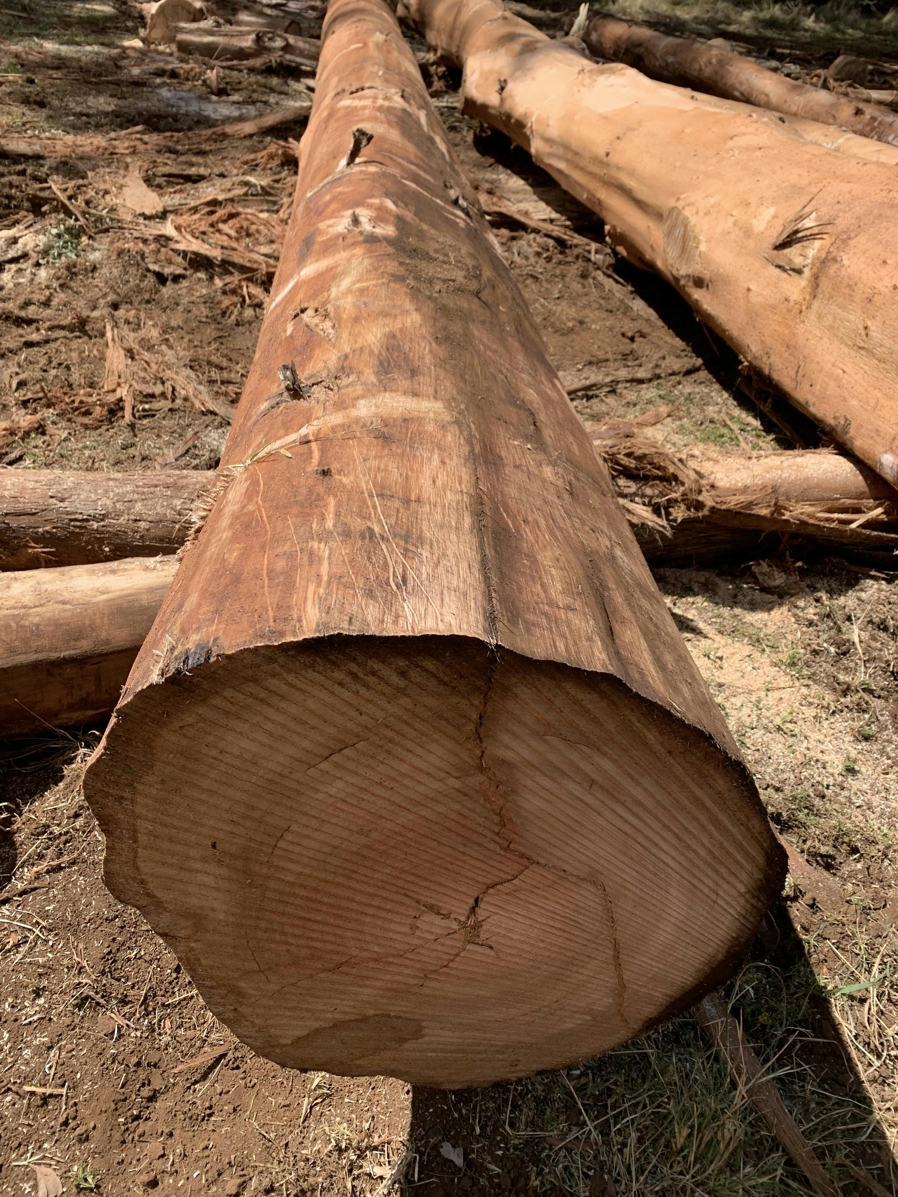 New England Blackbutt gallery image