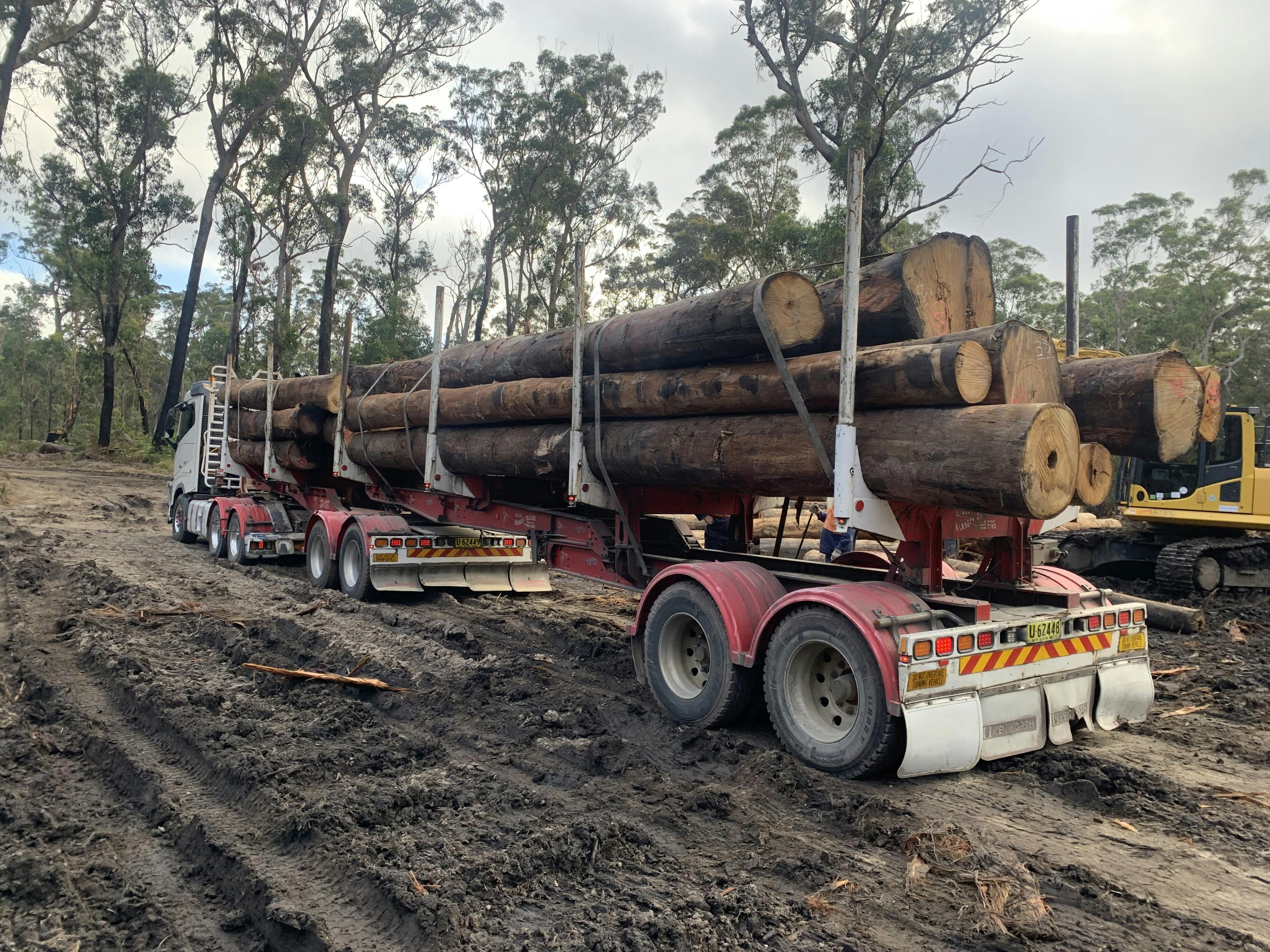 New England Blackbutt gallery image