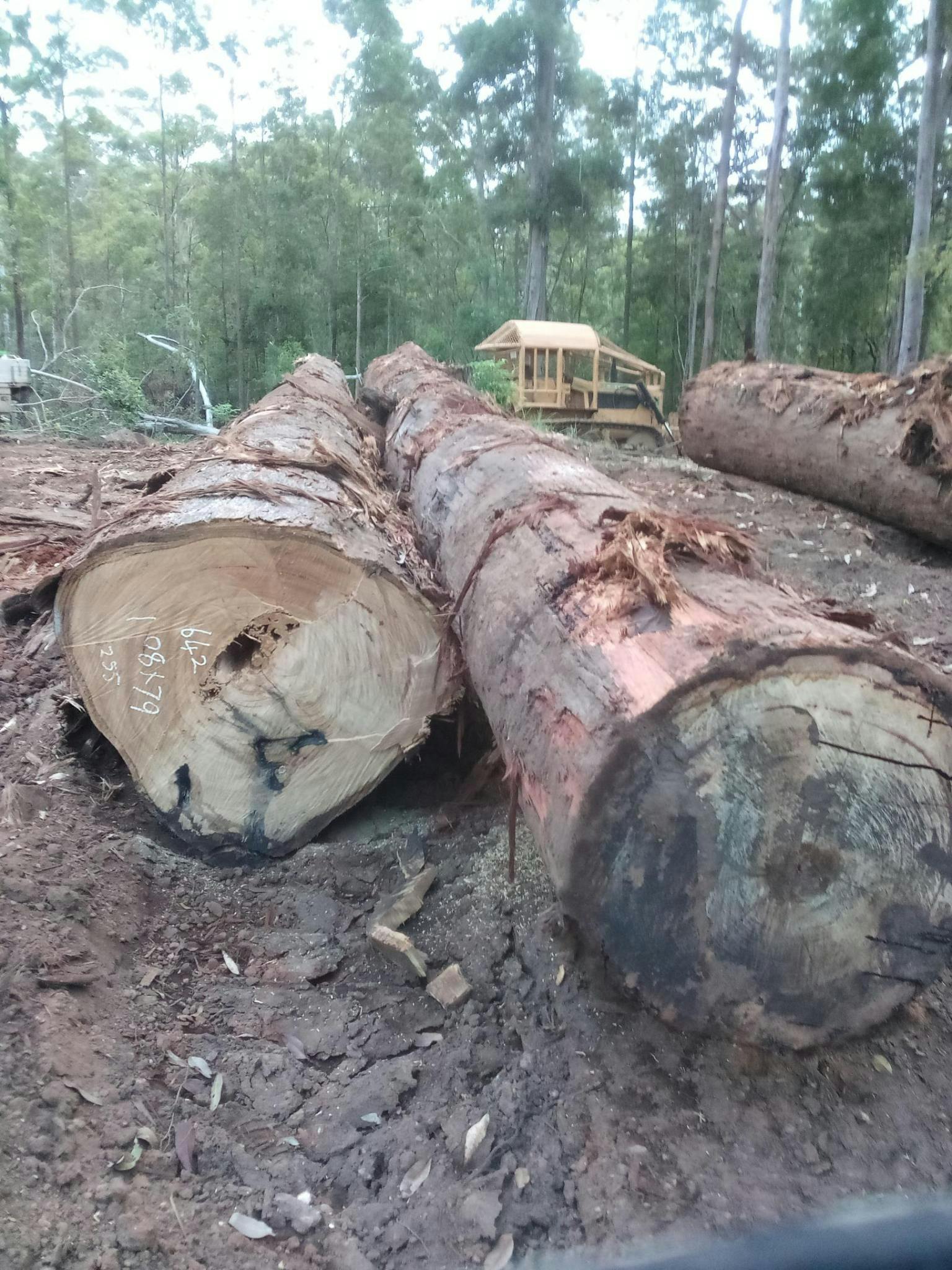 Coastal Blackbutt gallery image