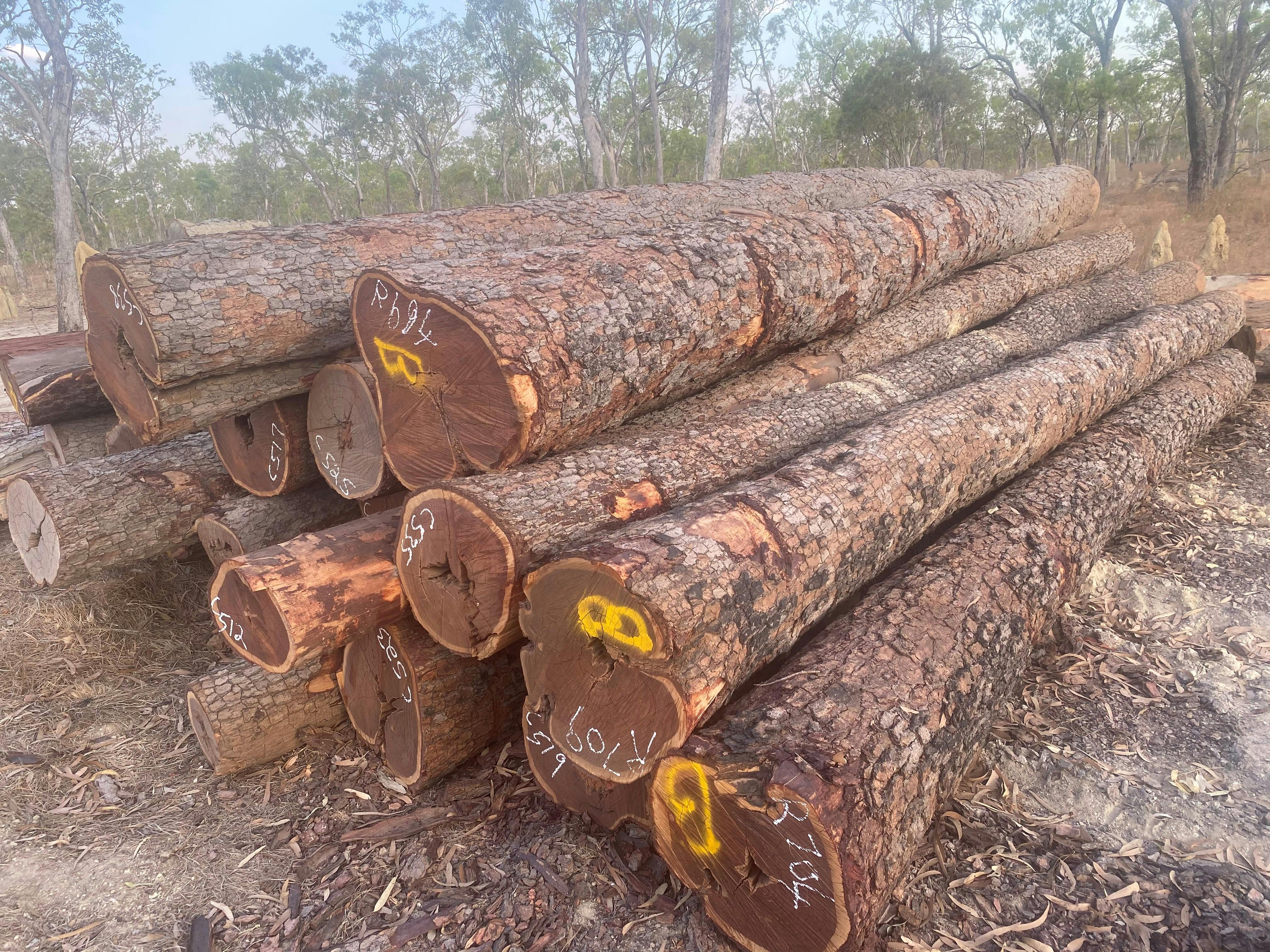 Cooktown Ironwood gallery image