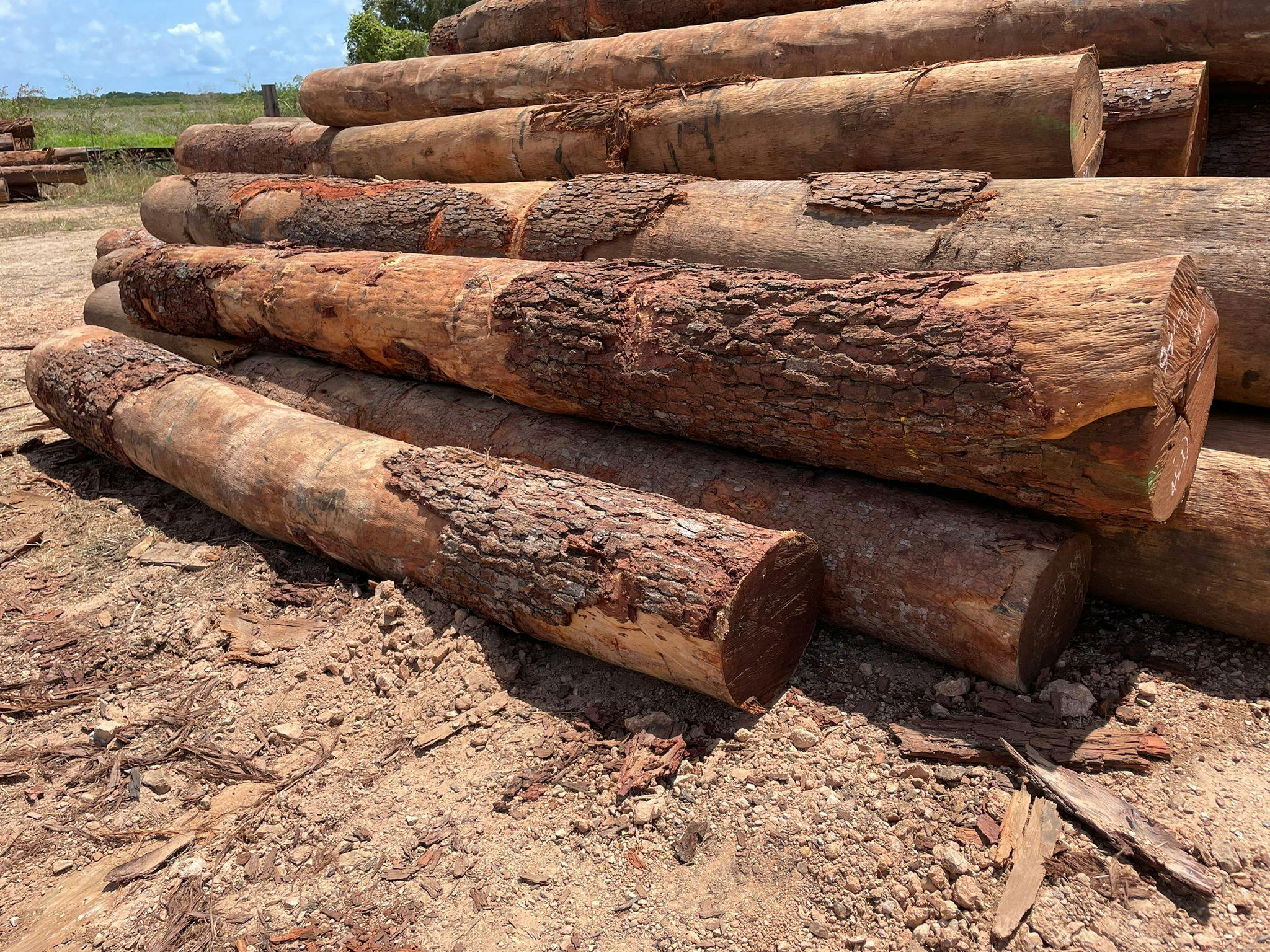 Cooktown Ironwood gallery image