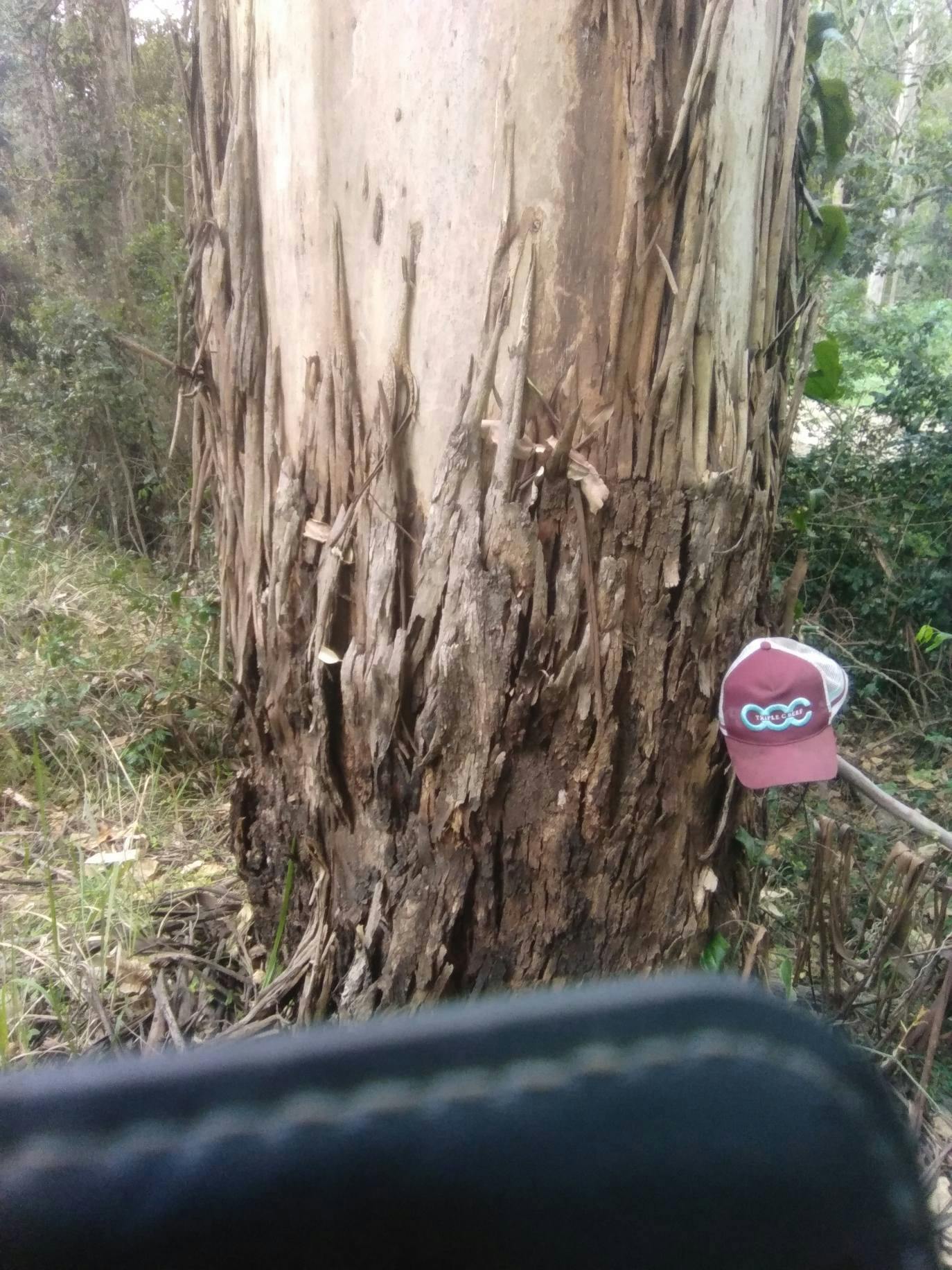 Flooded Gum gallery image