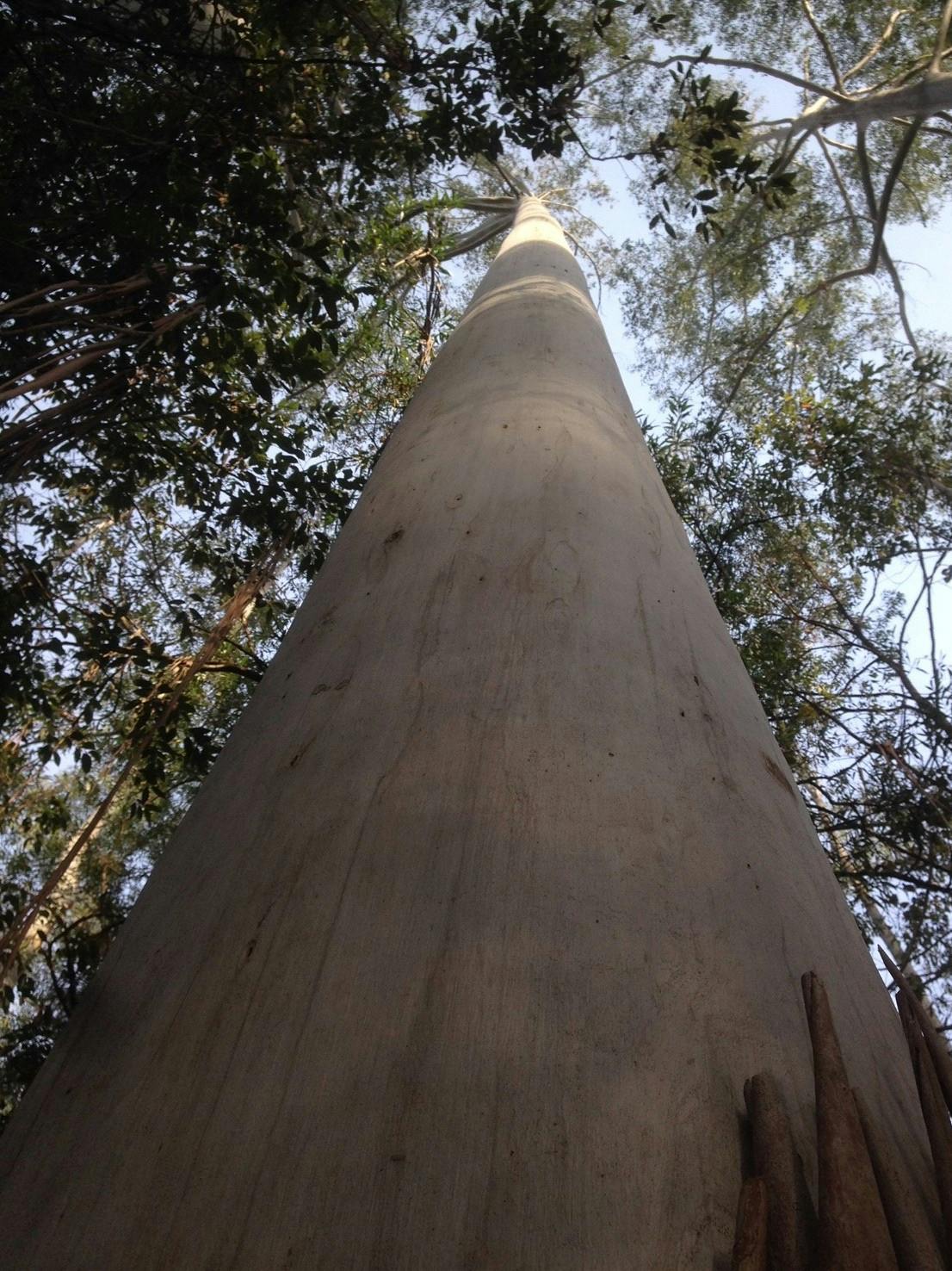 Flooded Gum gallery image