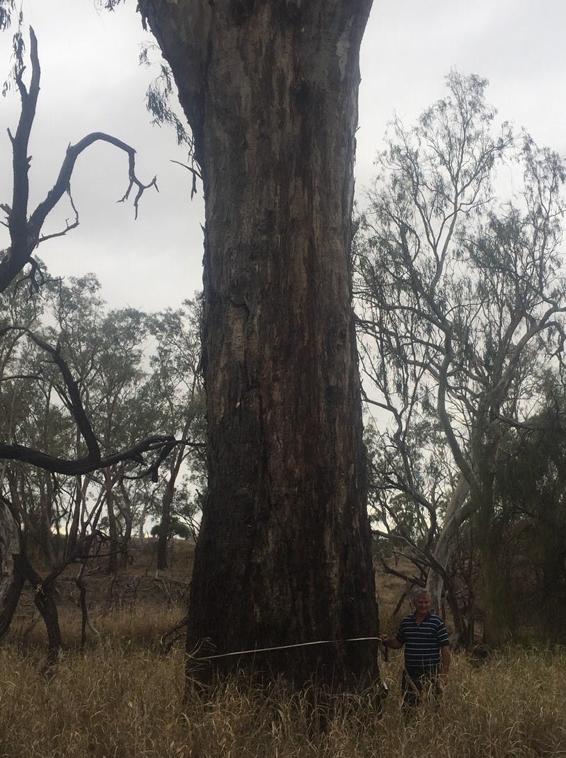 Forest Red Gum gallery image