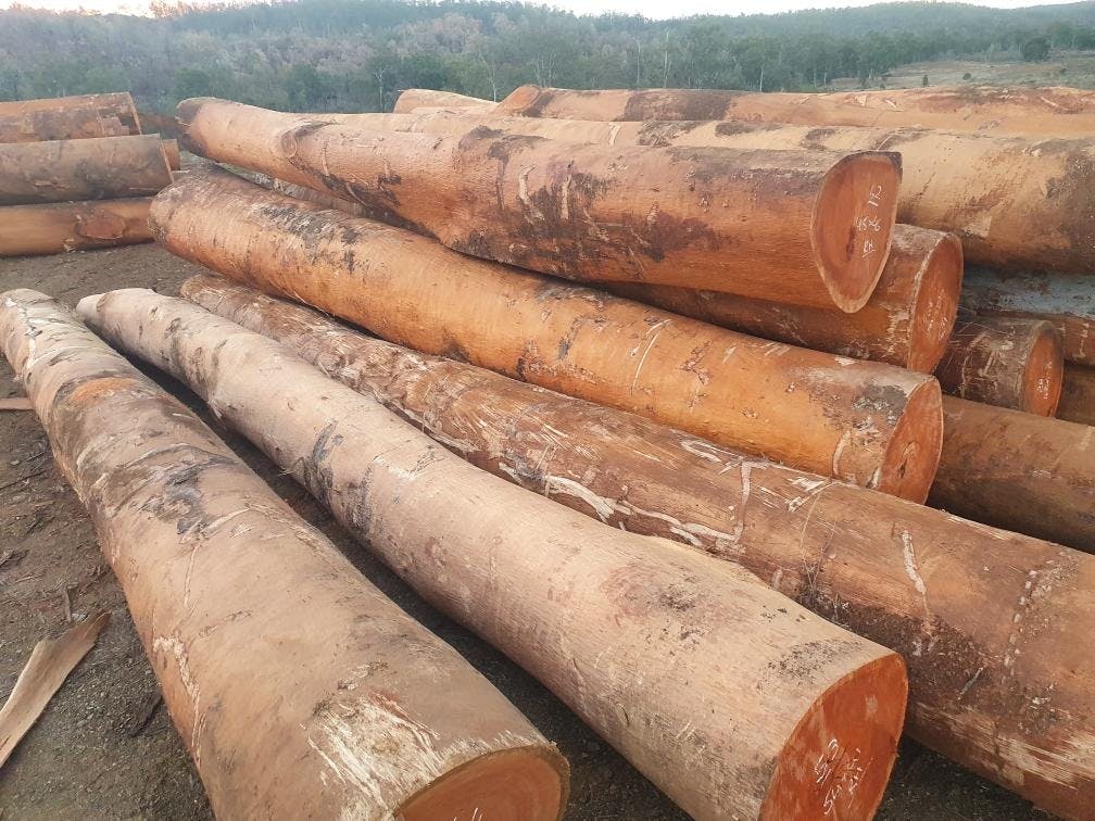 Forest Red Gum gallery image