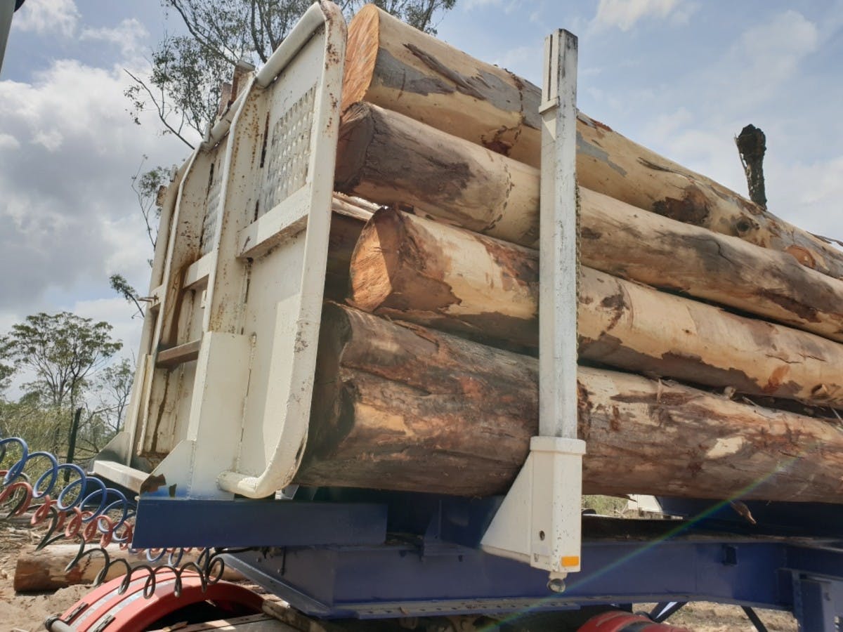 Forest Red Gum gallery image