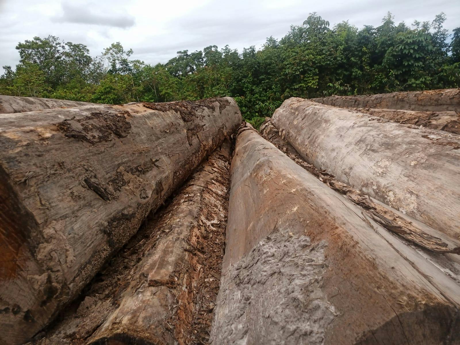 Djindja Udu gallery image
