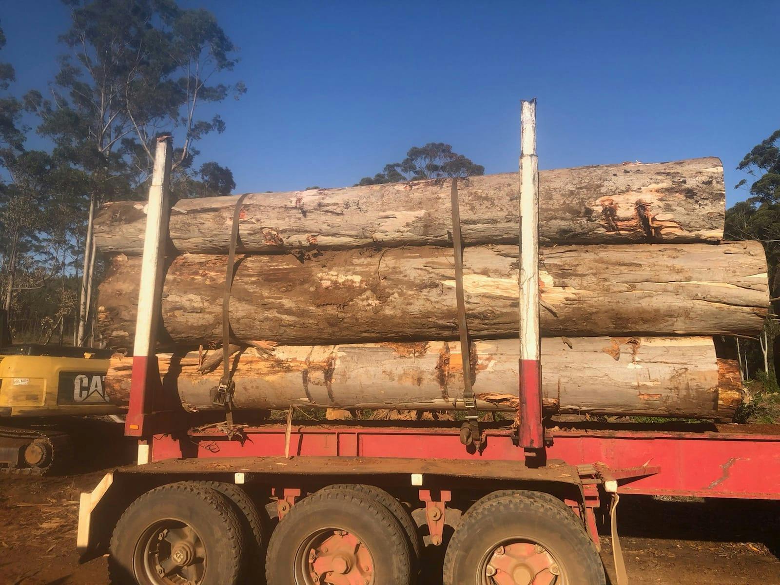 Native Karri gallery image
