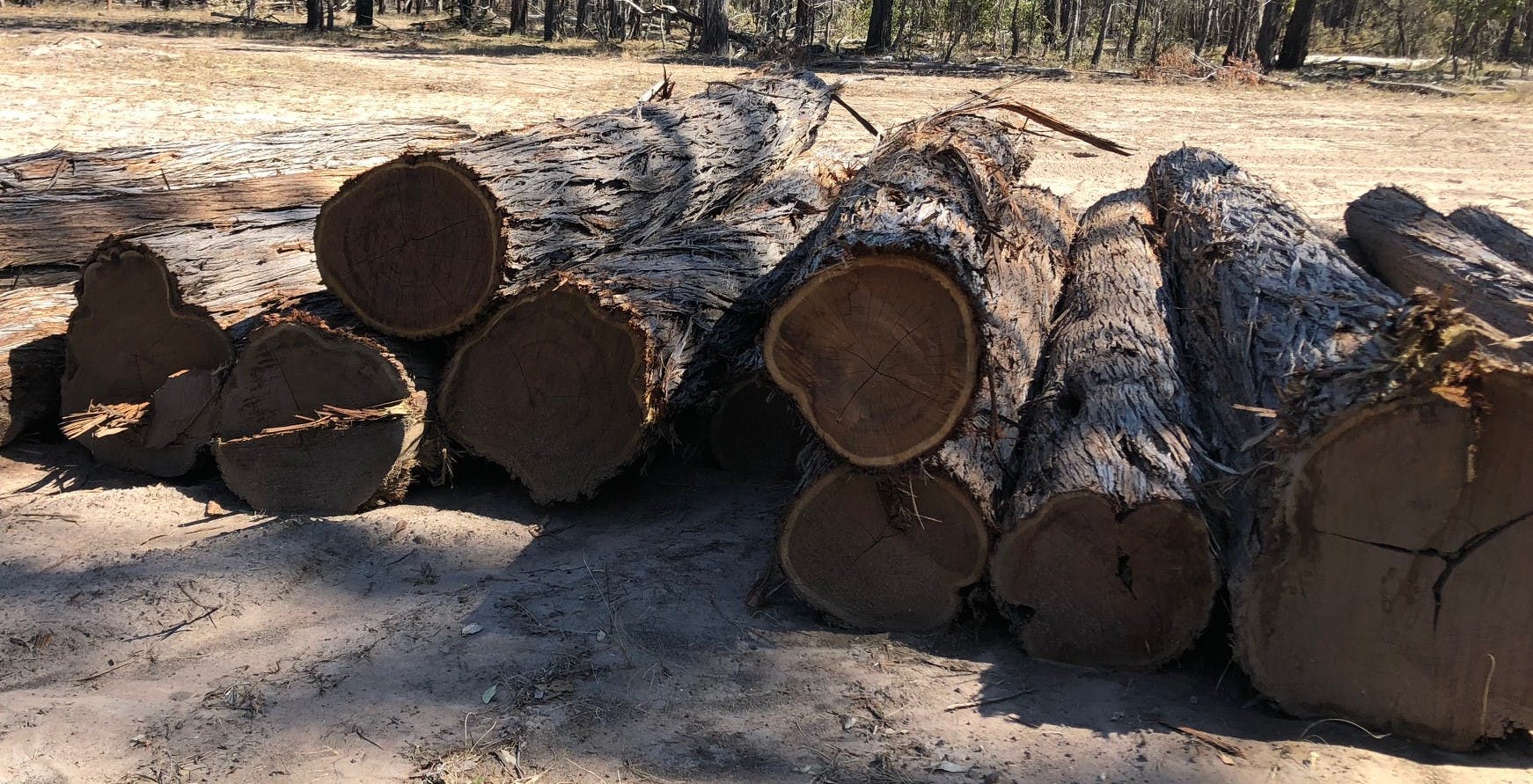 Lancewood gallery image