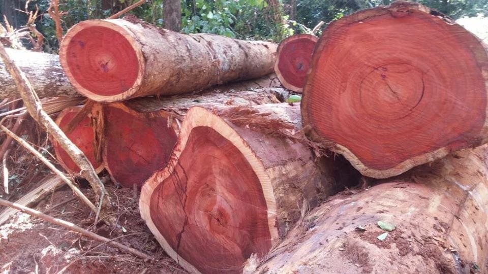 Padauk gallery image