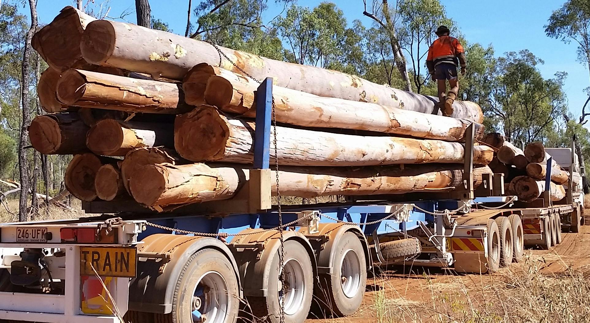 Spotted Gum gallery image
