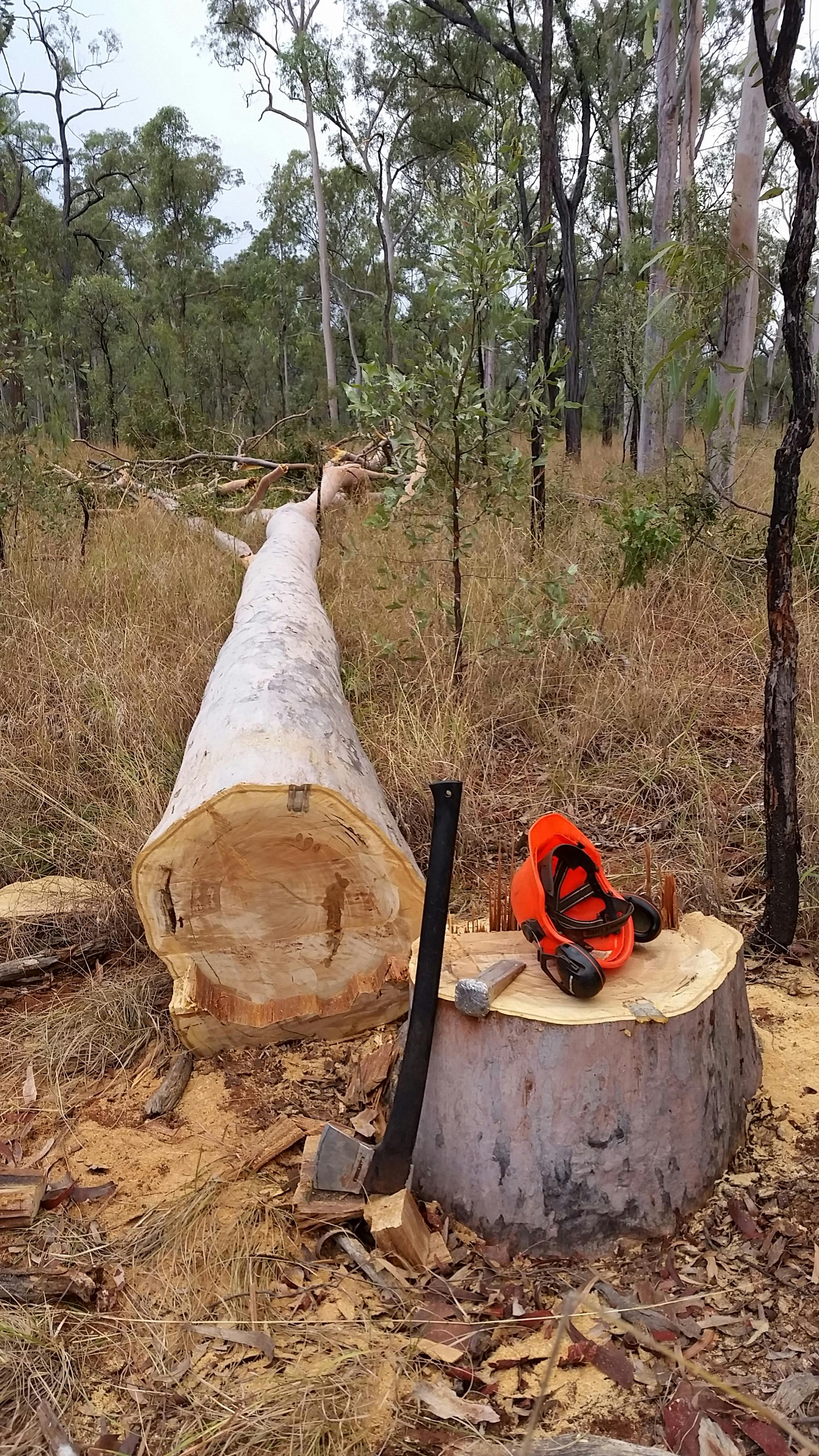 Spotted Gum gallery image