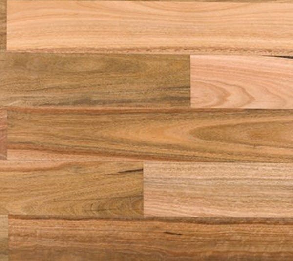Spotted Gum swatch
