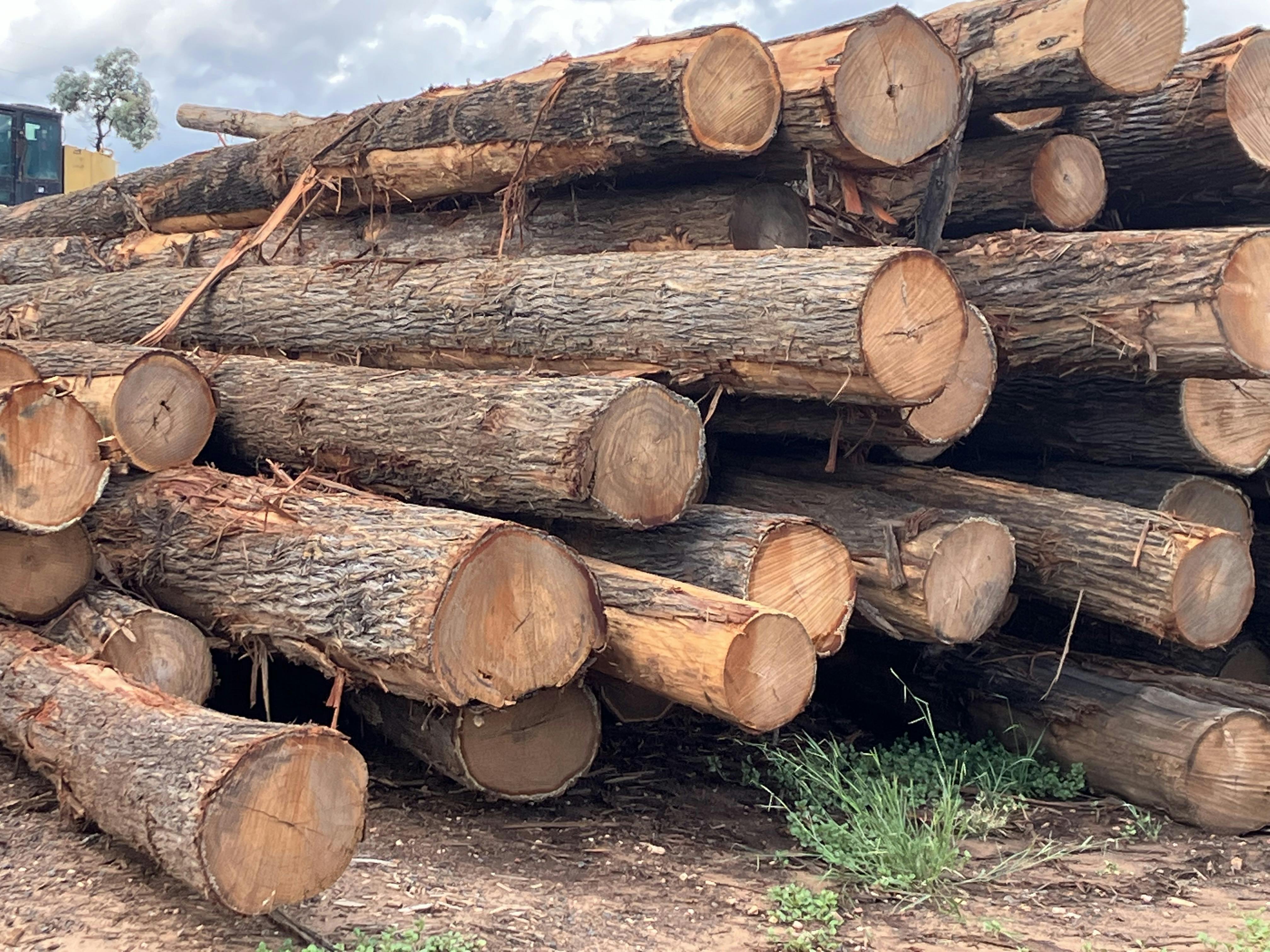 Australian Cypress gallery image