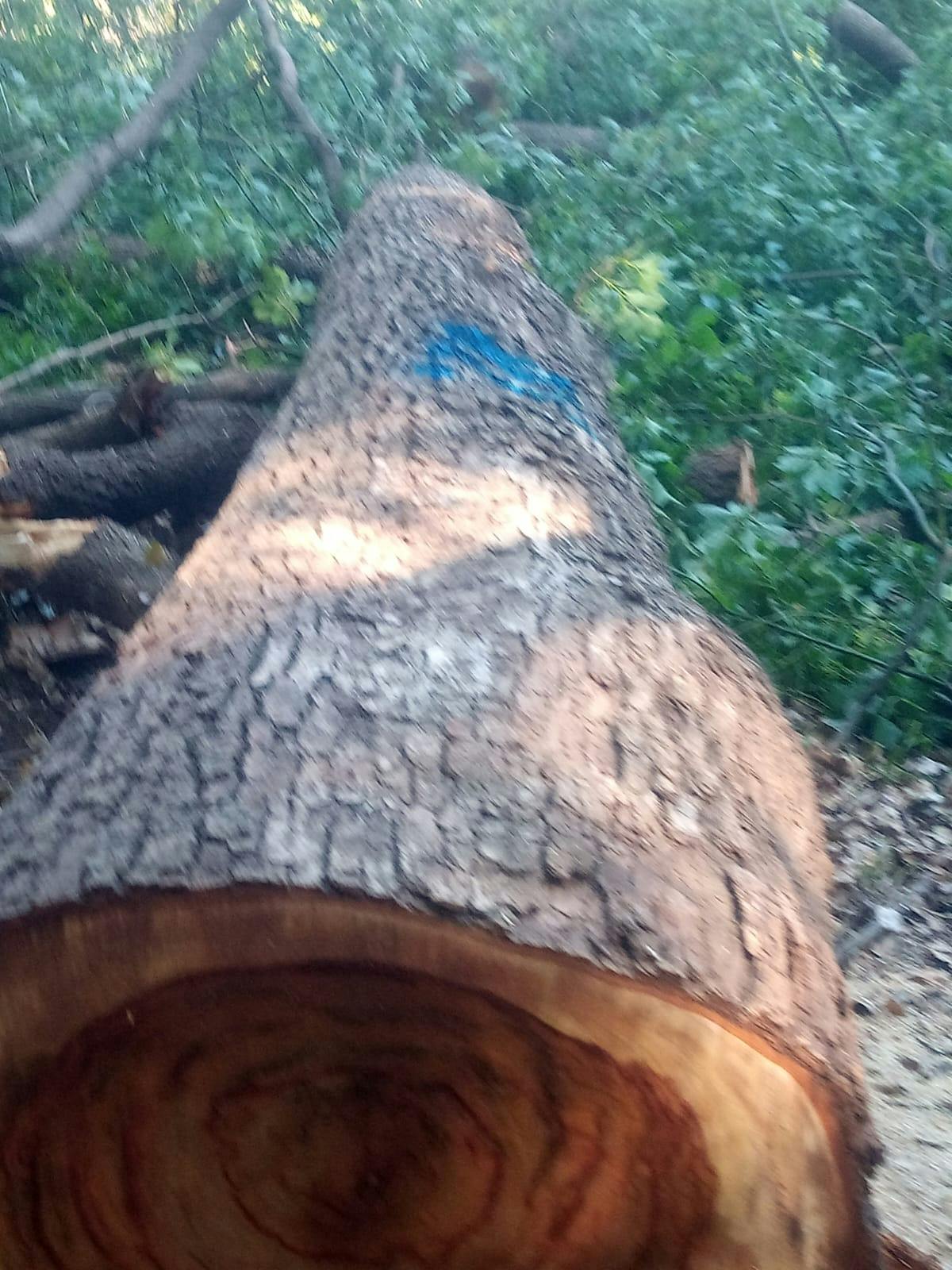 Camphor Laurel gallery image