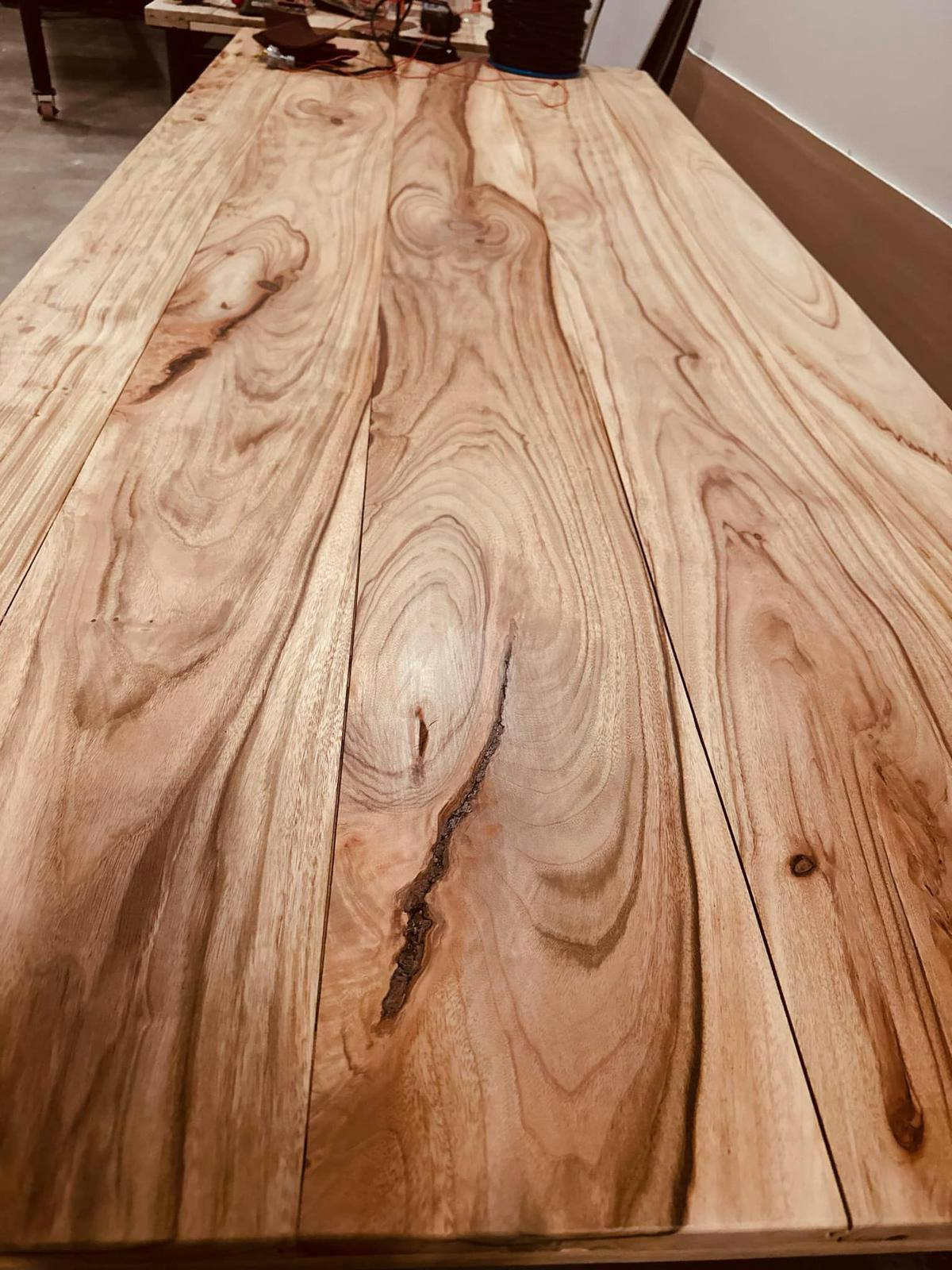 Camphor Laurel gallery image