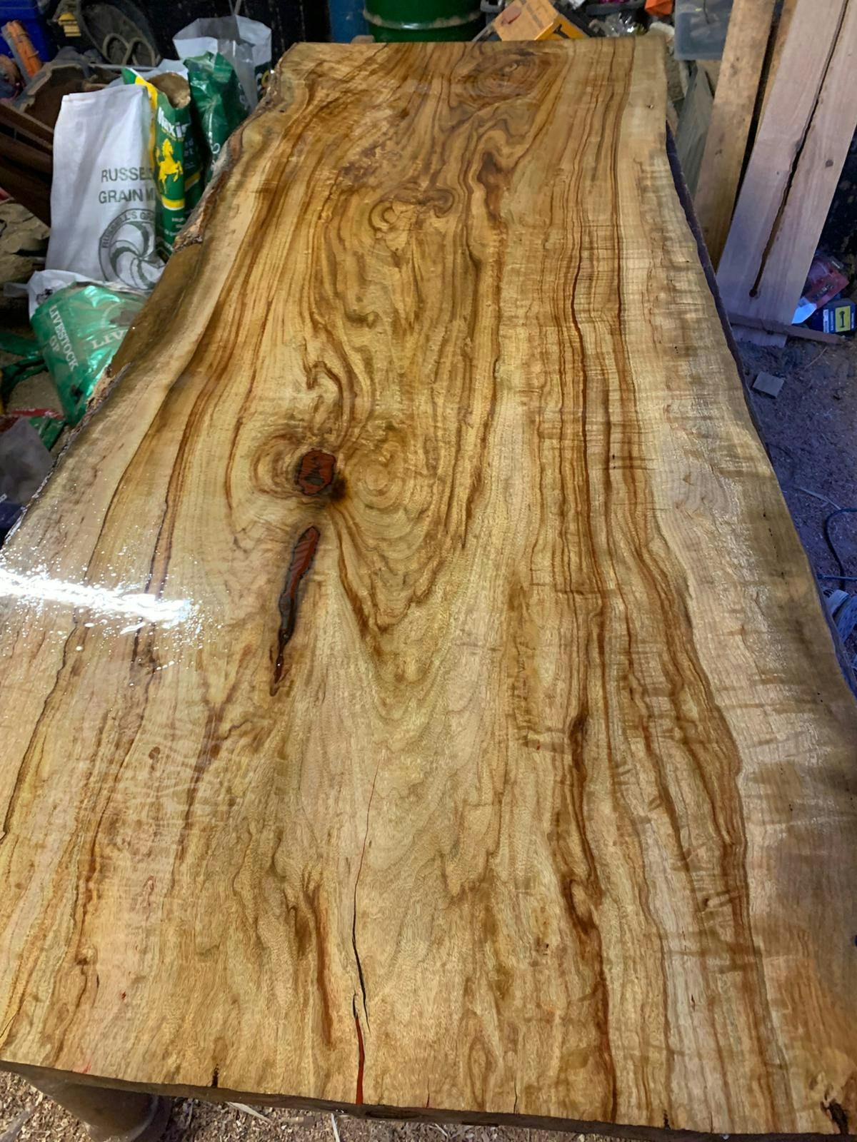 Camphor Laurel gallery image