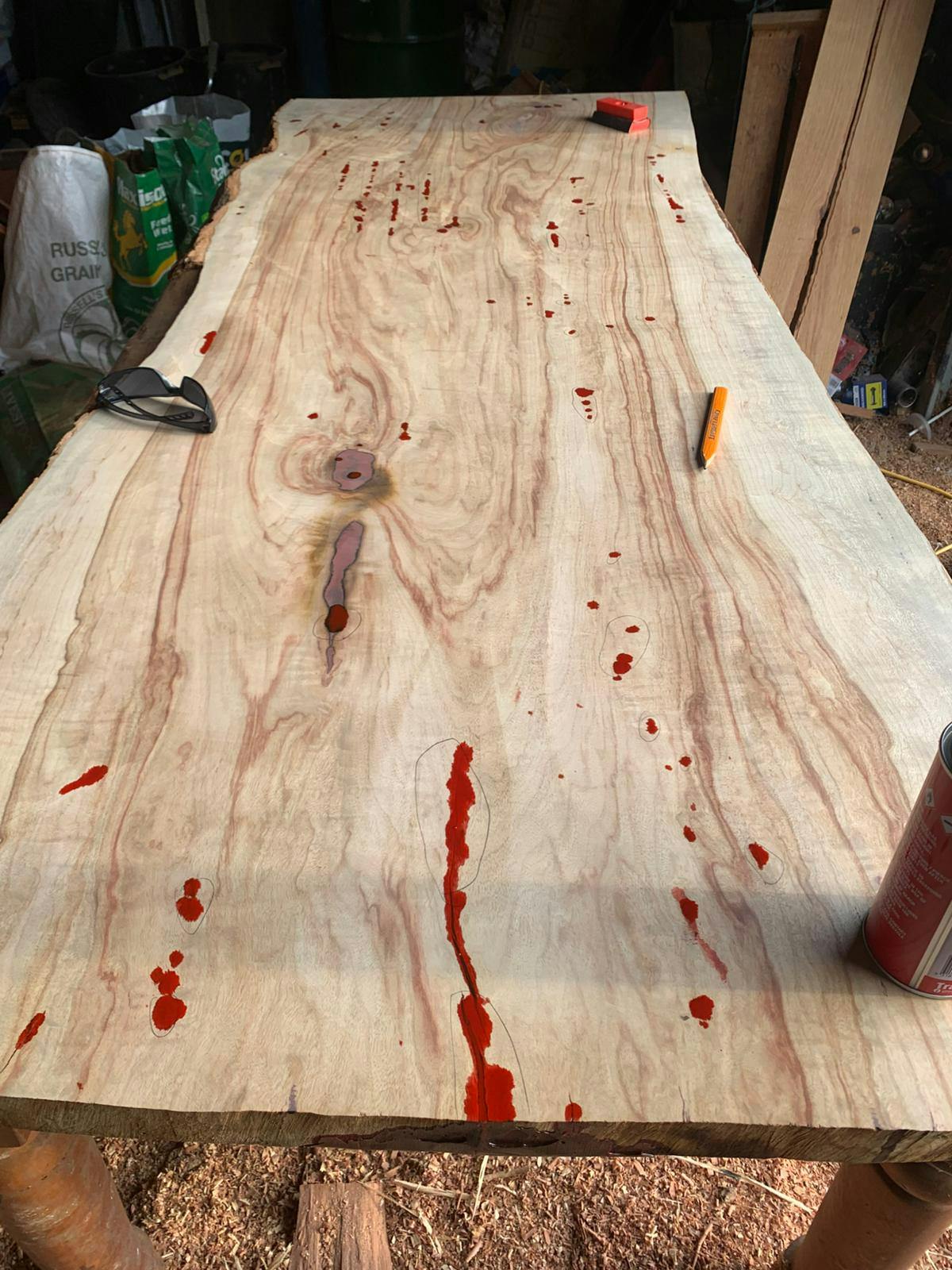 Camphor Laurel gallery image