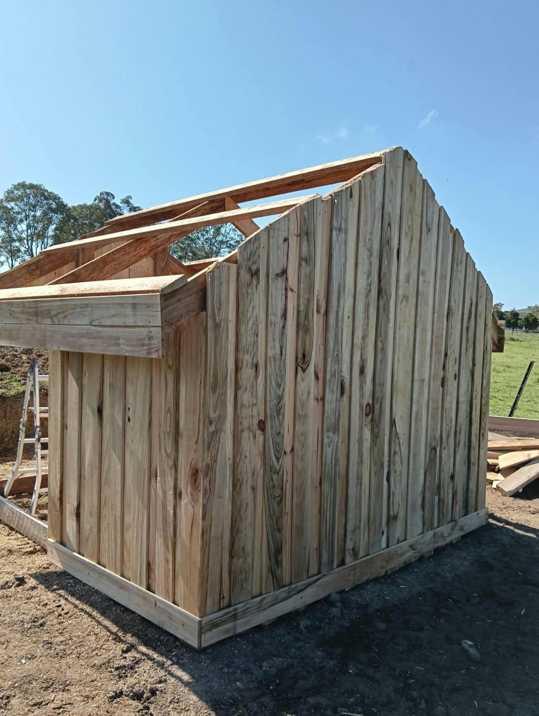 Camphor Laurel gallery image