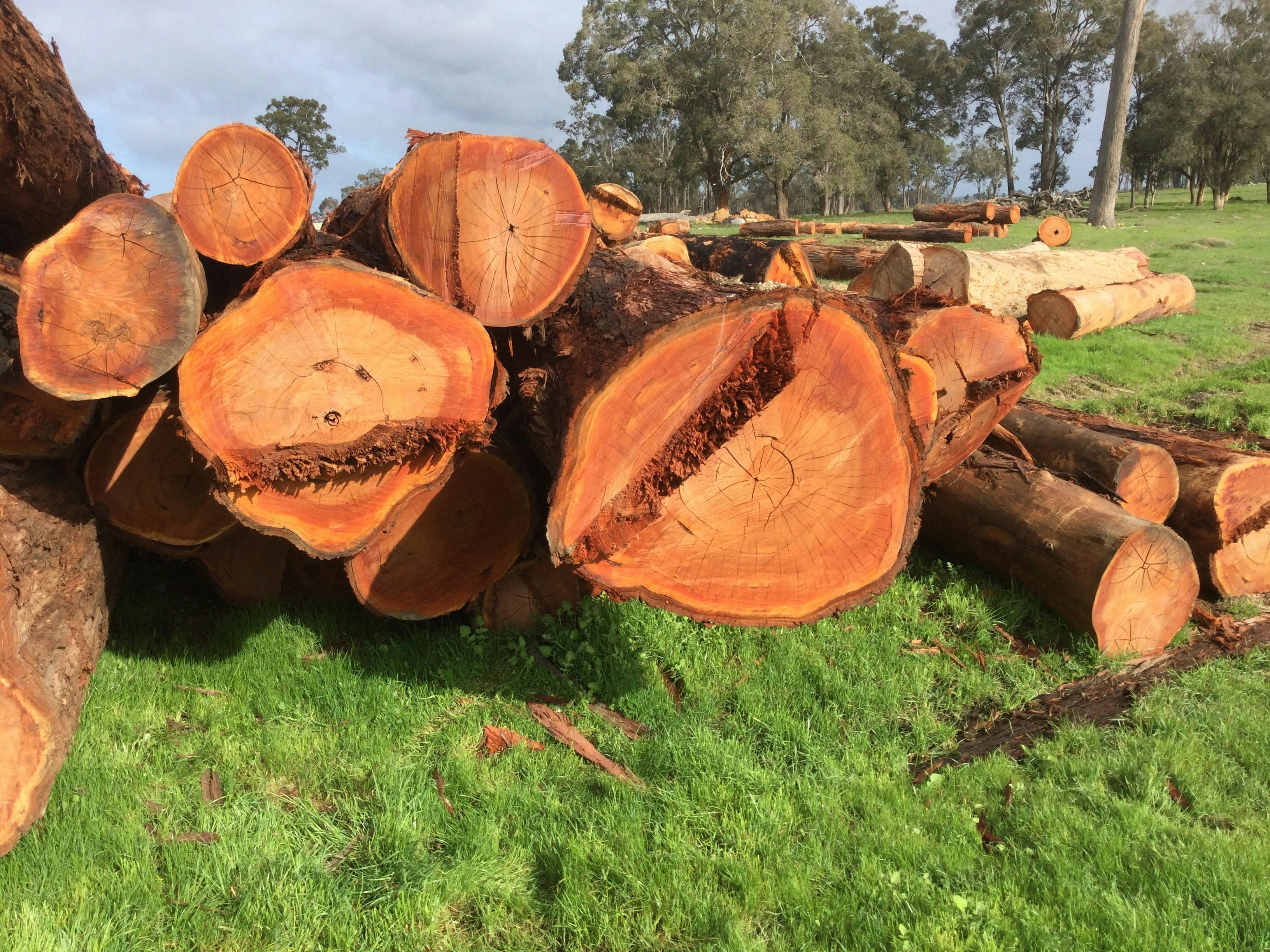 Jarrah gallery image