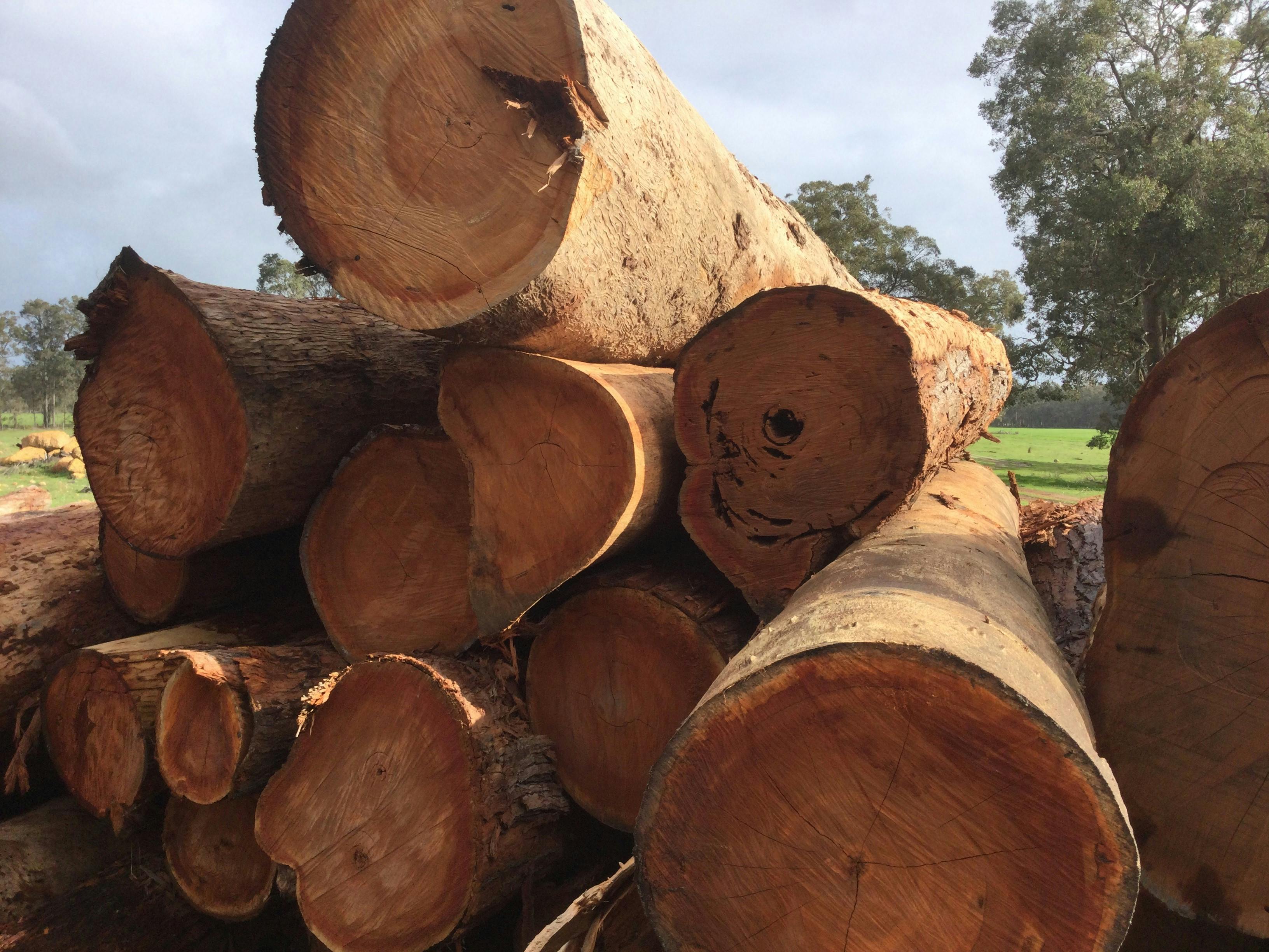 Jarrah gallery image