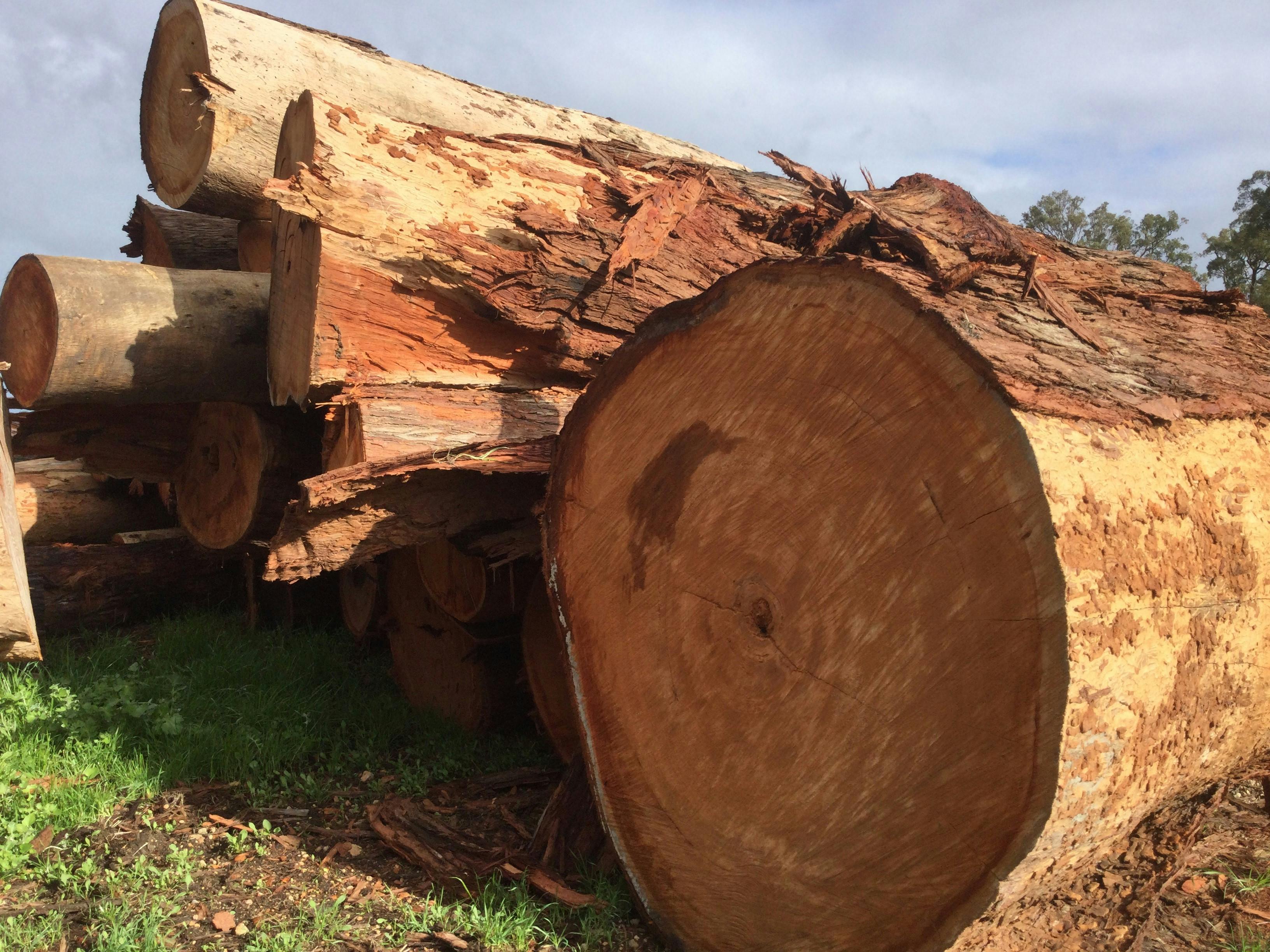 Jarrah gallery image