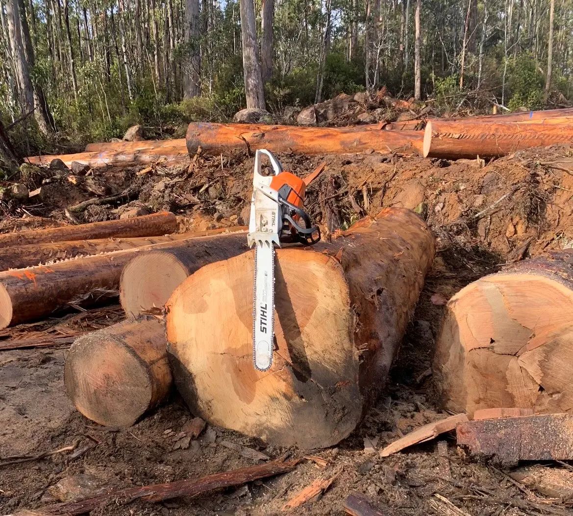 Tasmanian Oak gallery image
