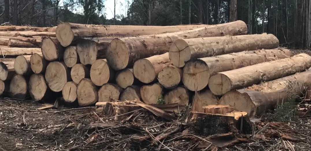 Tasmanian Oak gallery image