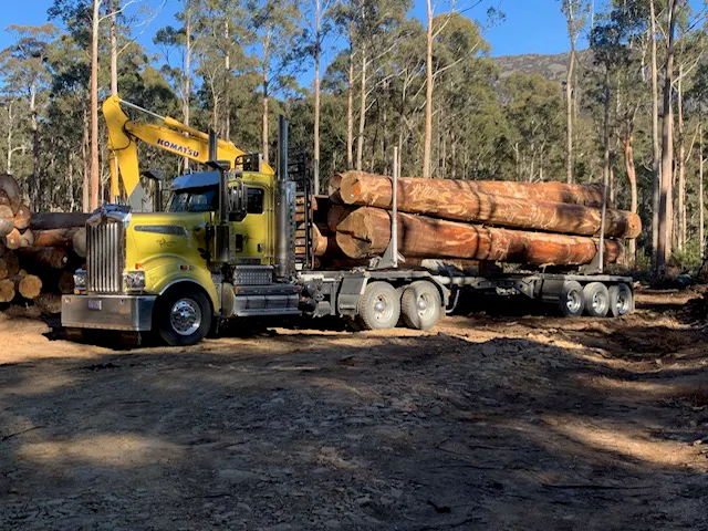 Tasmanian Oak gallery image