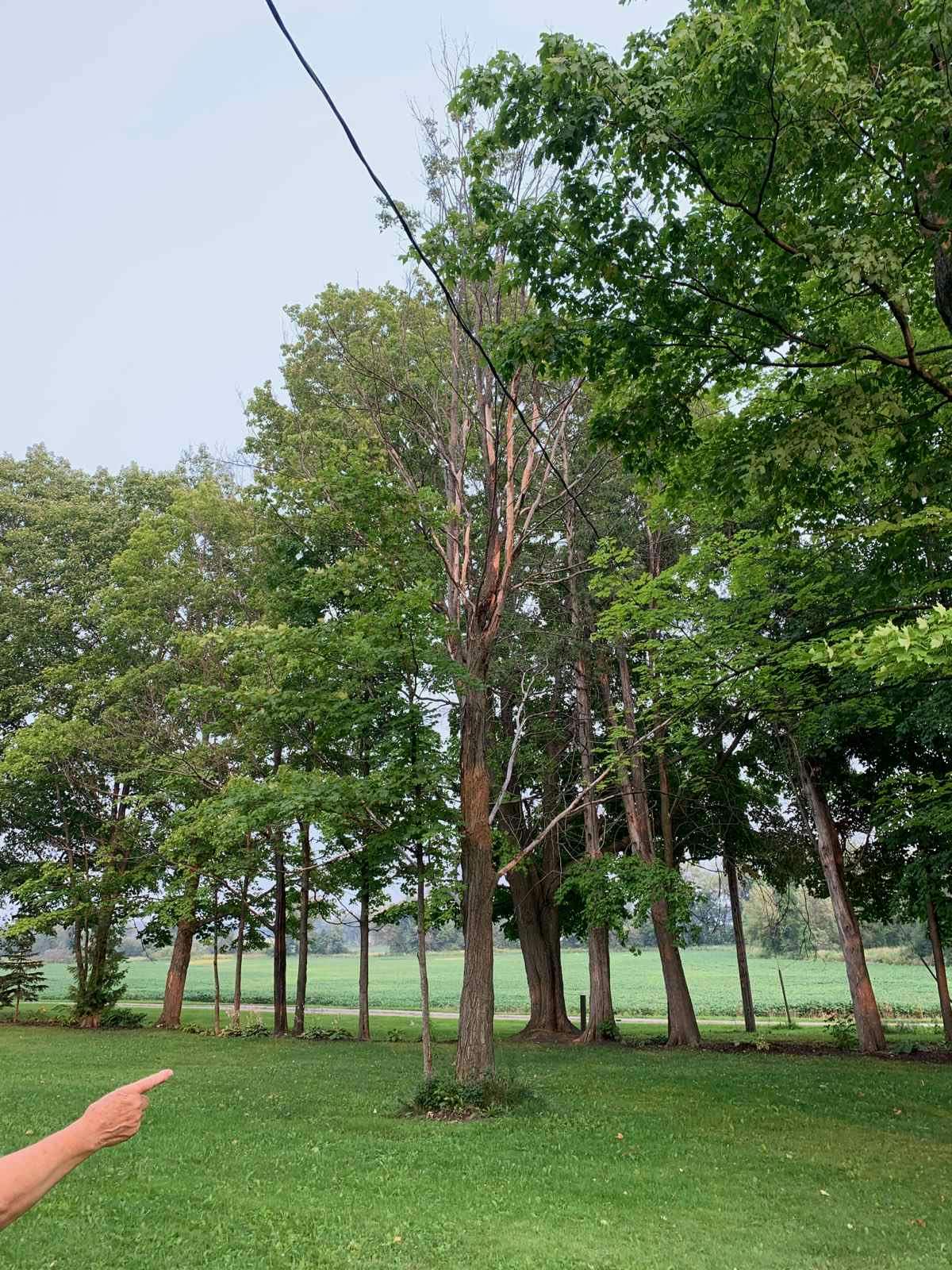 Tree Trimming in Innisfil, Ontario