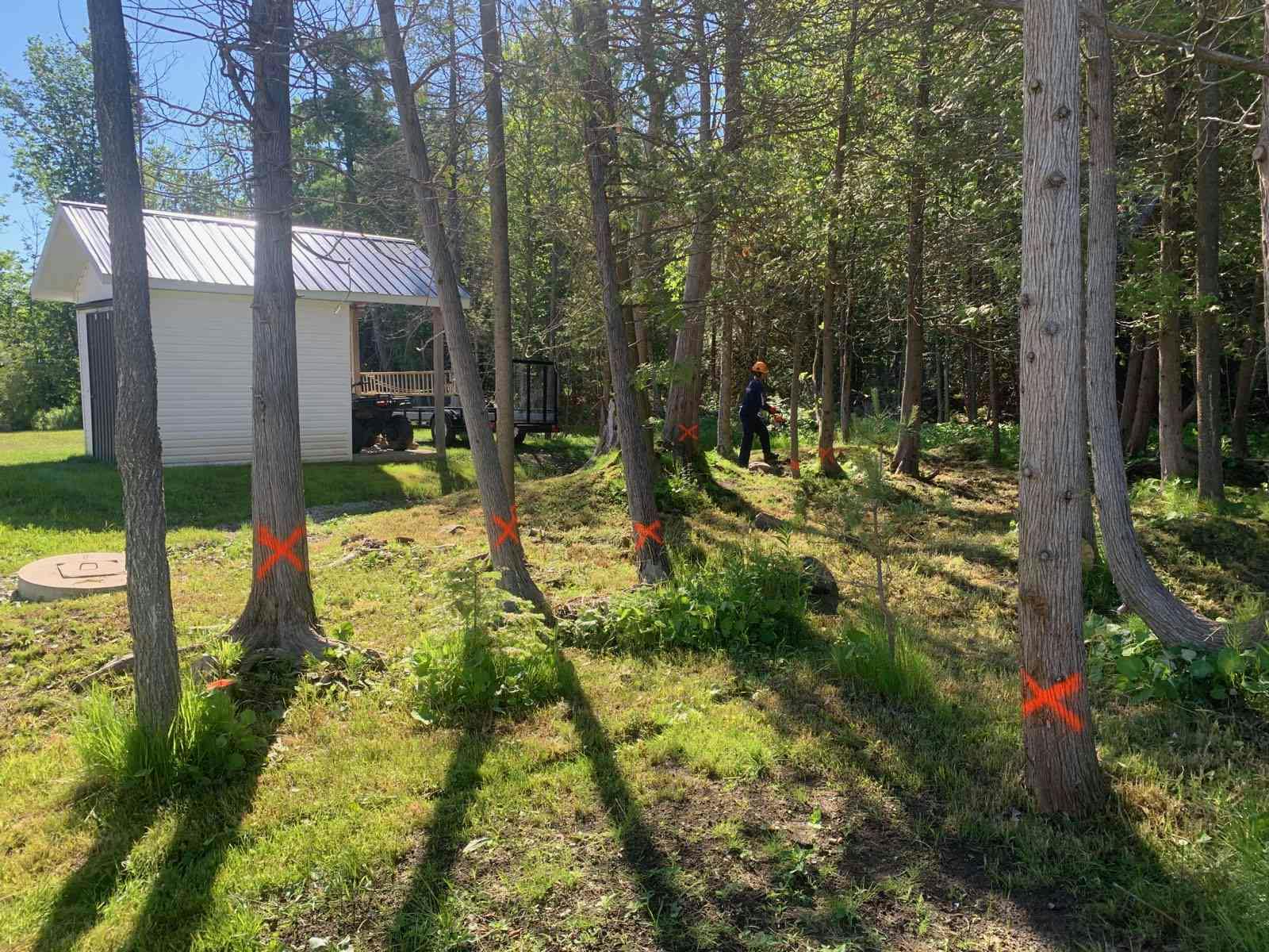 Barrie Tree Service Assessment