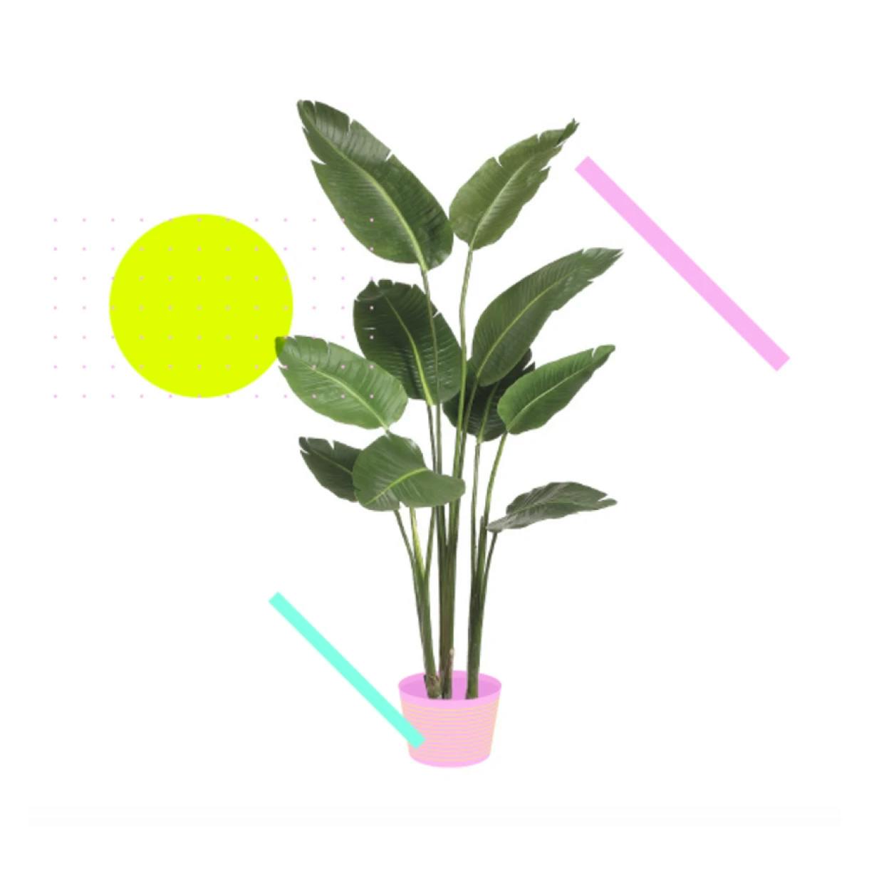 Hyperballad Music plant spot illustration for website