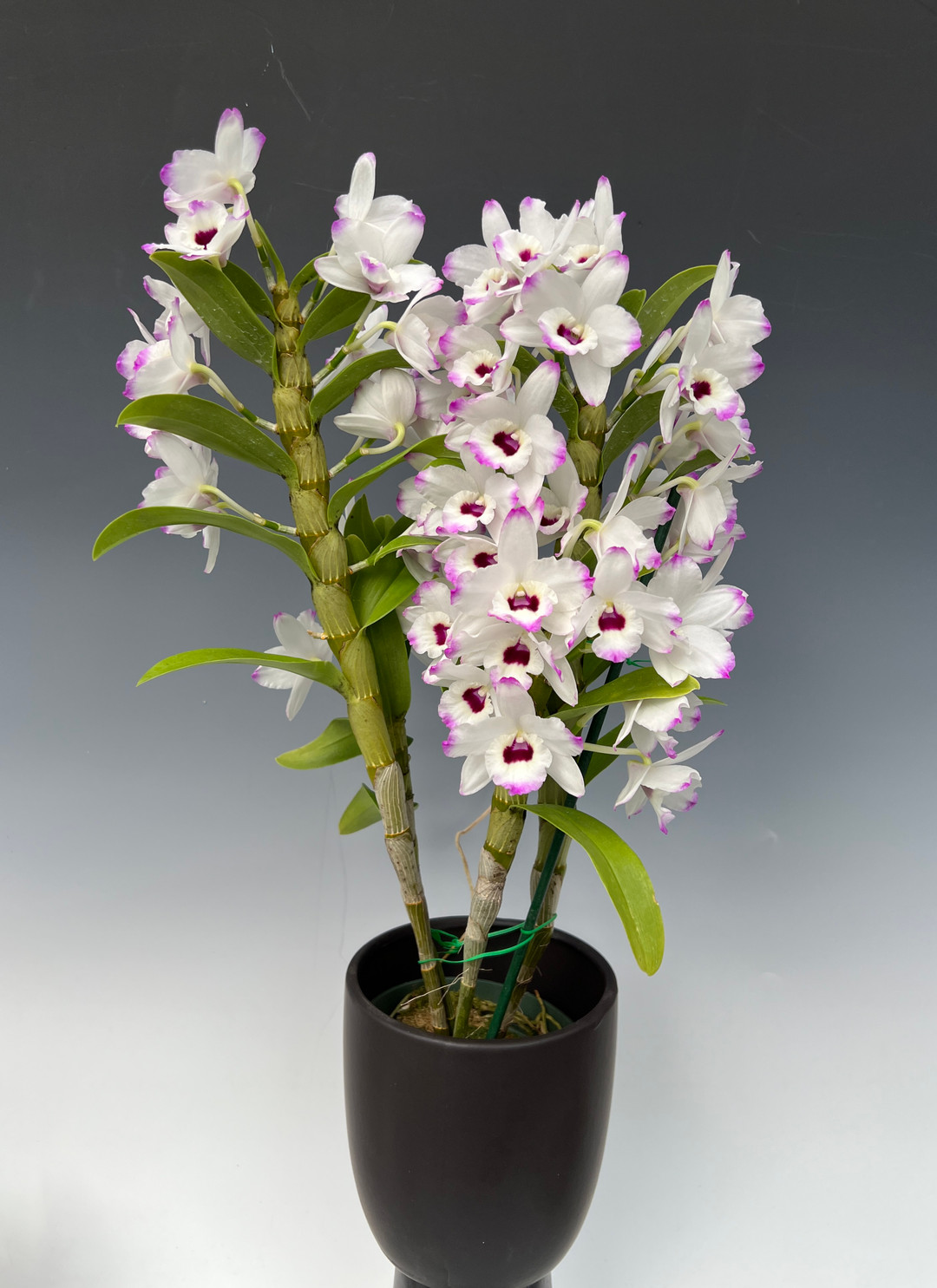 Nobile Type Dendrobium Orchid Care - OrchidWeb