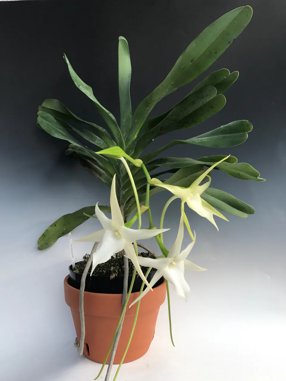 Angraecoid Orchid Care - OrchidWeb