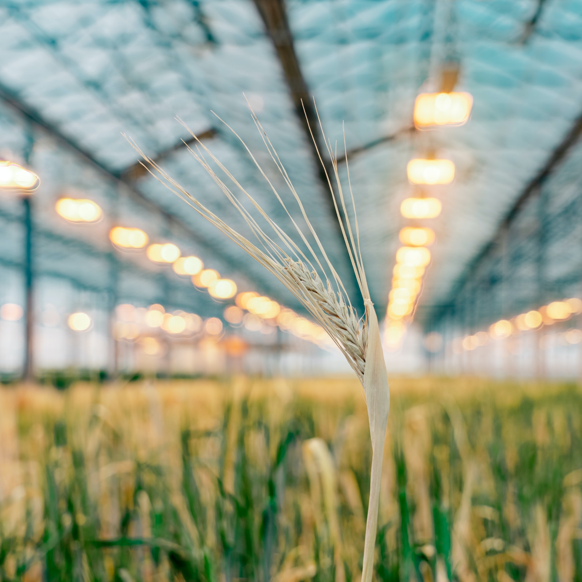 ORF Genetics - Plant-based Growth Factors