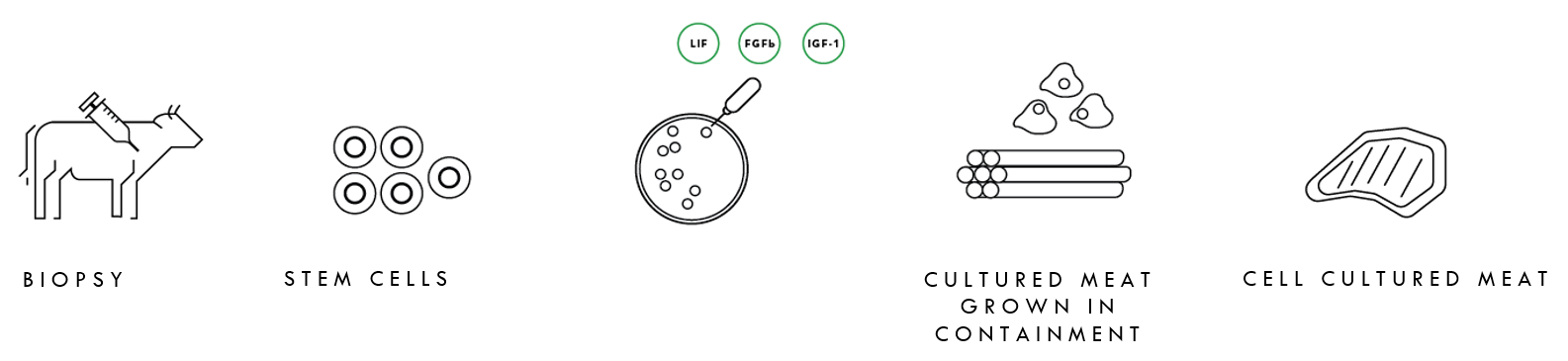 How cell cultured meat is grown