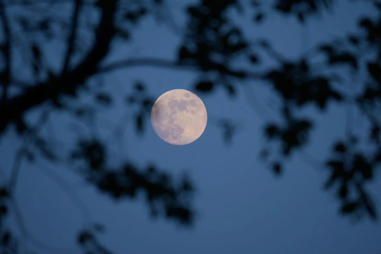 Full moon seen behind tree branches