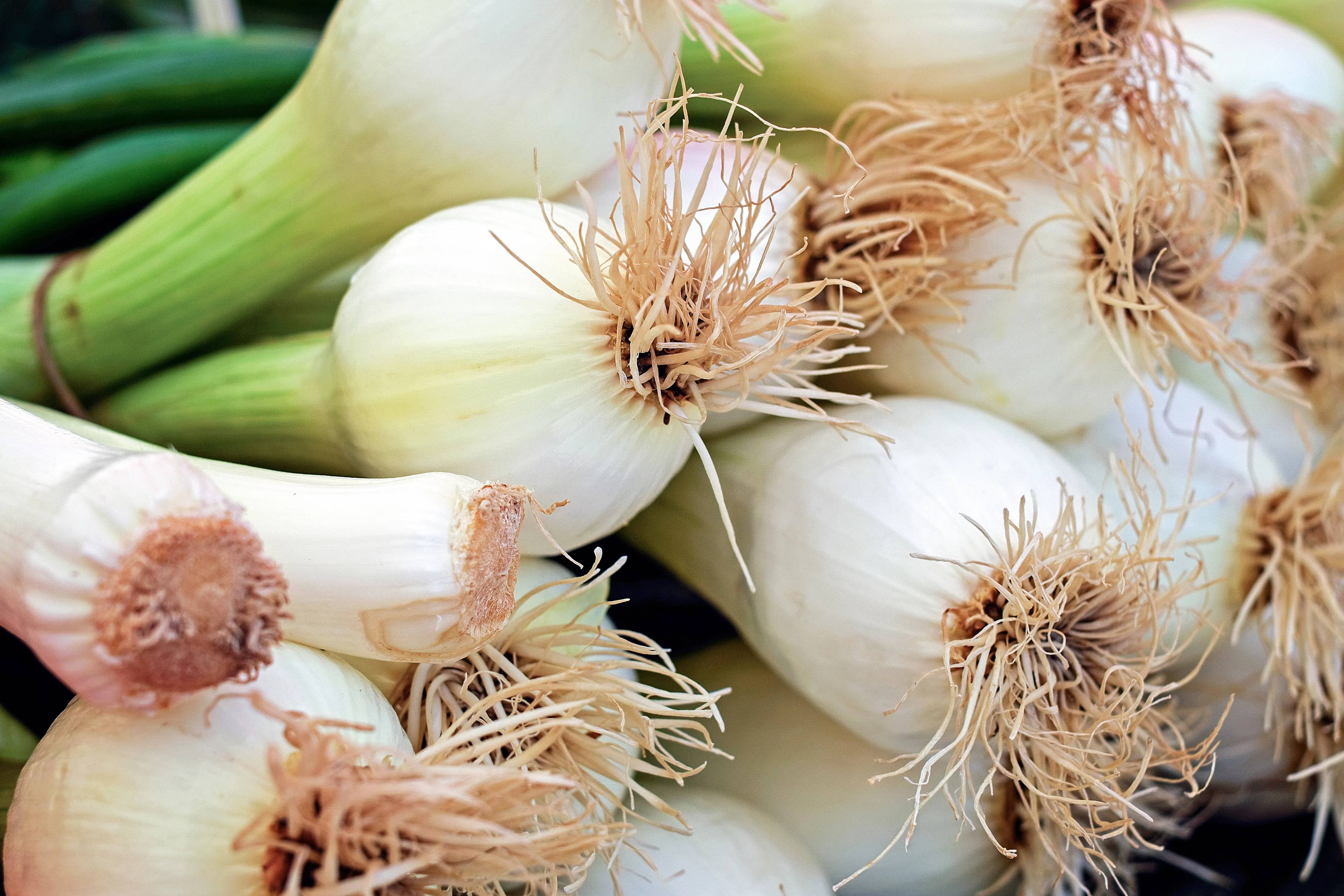 a bunch of spring onions