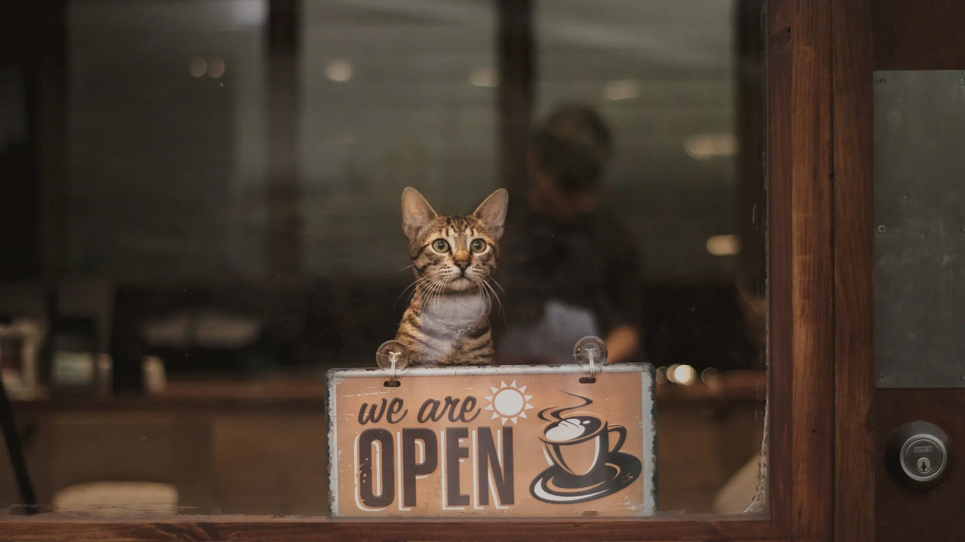 Cat in cafe looking over we are open sign