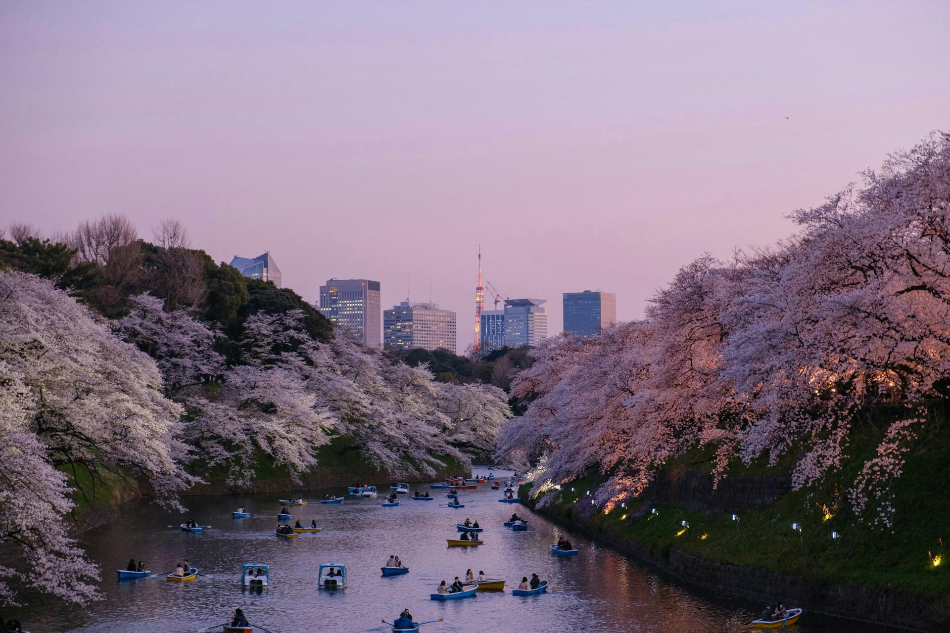 cherry blossoms in Tokyo