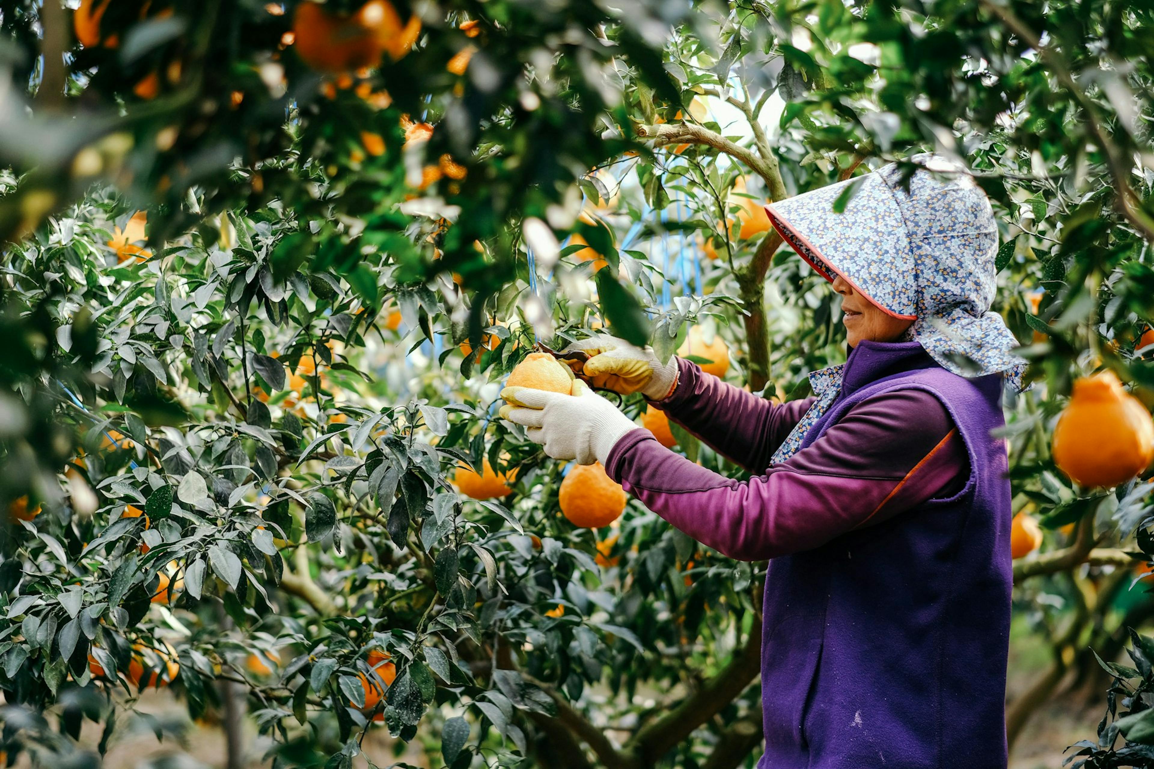 A woman picking fruit in South Korea