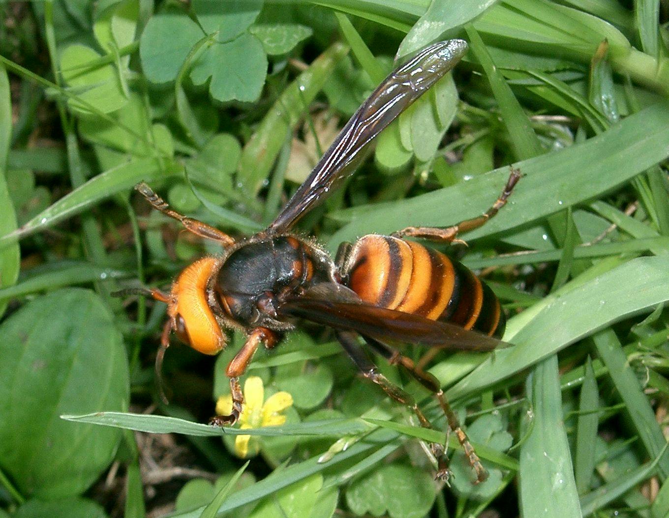 Ōsuzumebachi Asian hornet